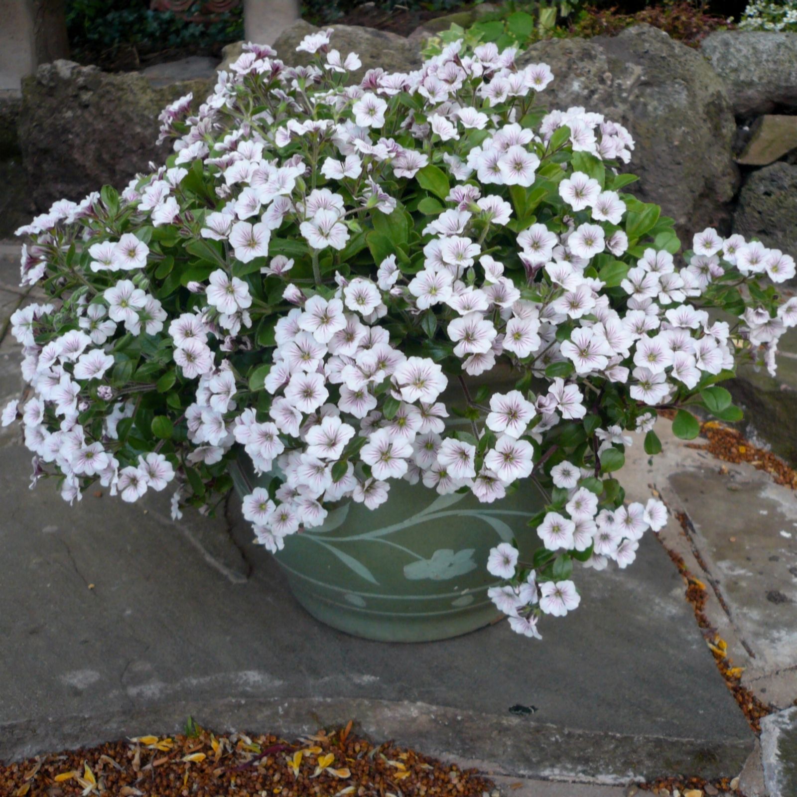 Plants2Gardens Gypsophila Pretty Maid 3 x 9cm