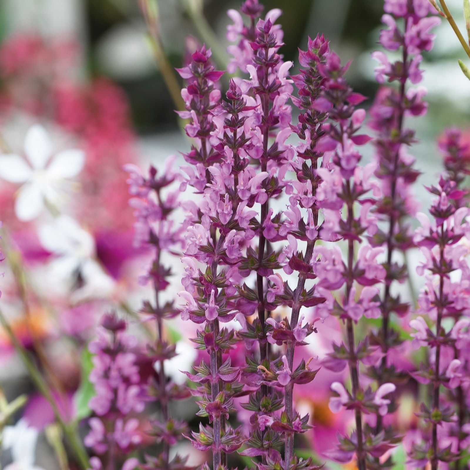Plants2Gardens Salvia Caradonna Pink Inspiration