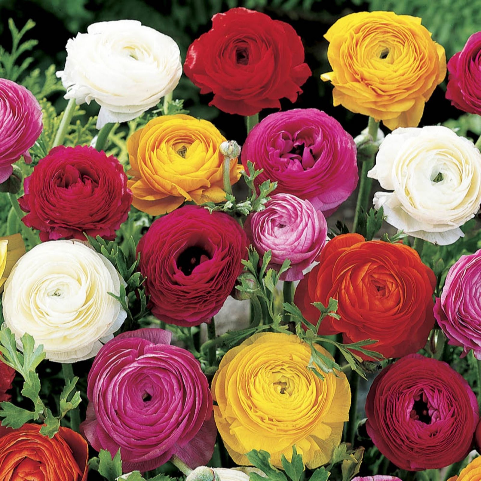 YouGarden Ranunculus mixed x50 bulbs