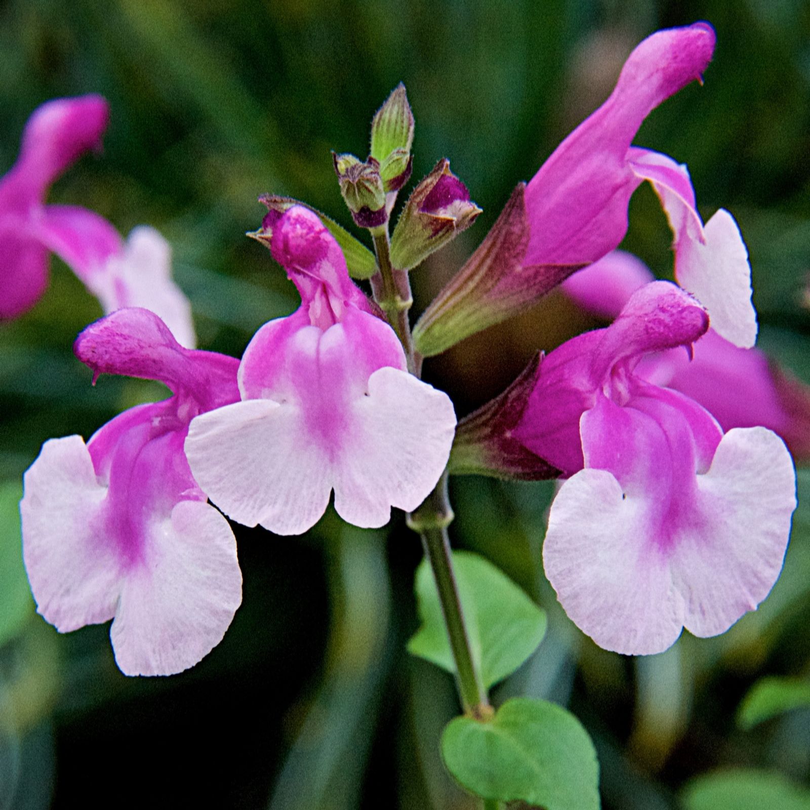 Richard Jackson Salvia Strawberry Melba 2L Pot