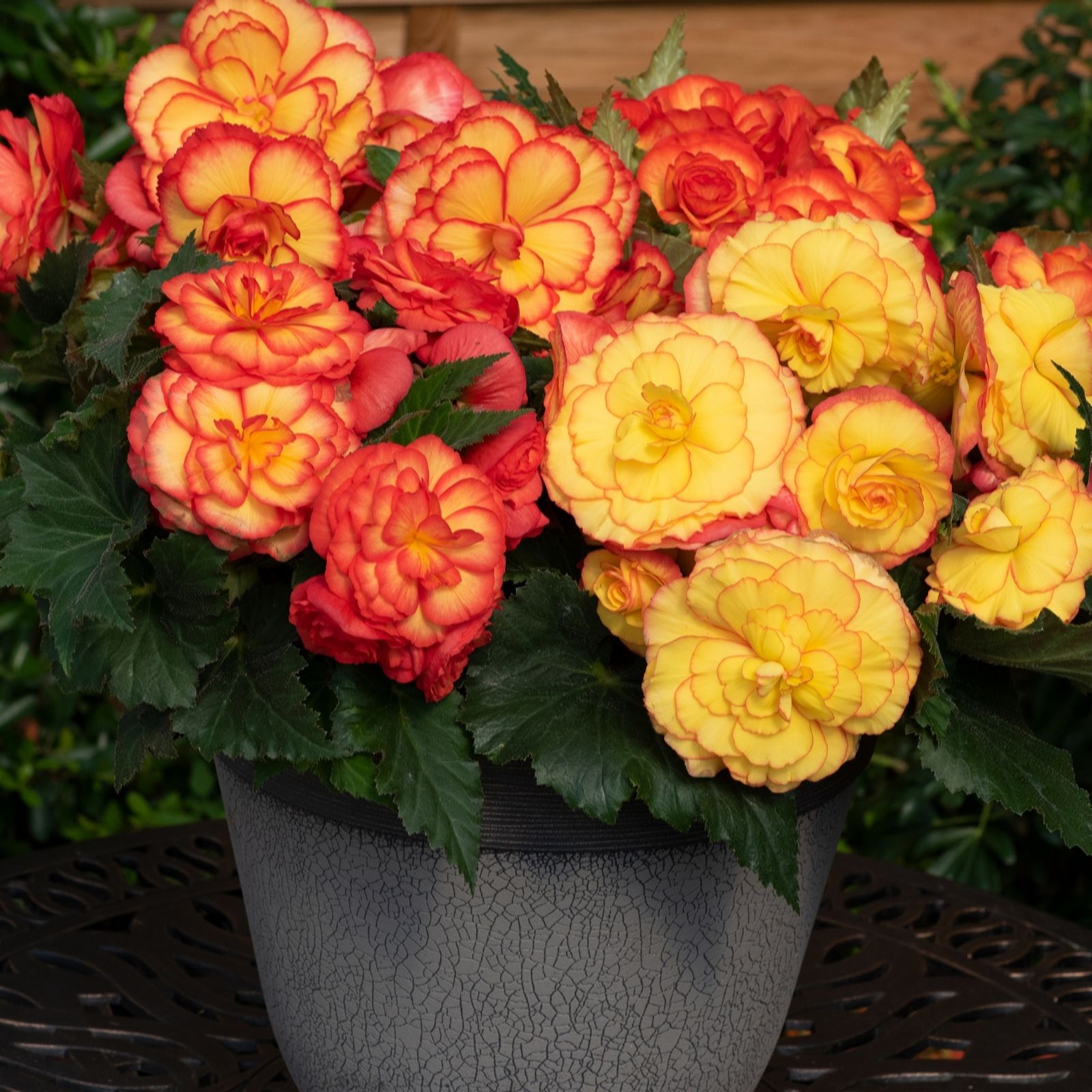 Plants 2 Gardens Begonia Non Stop 6 x 6cm