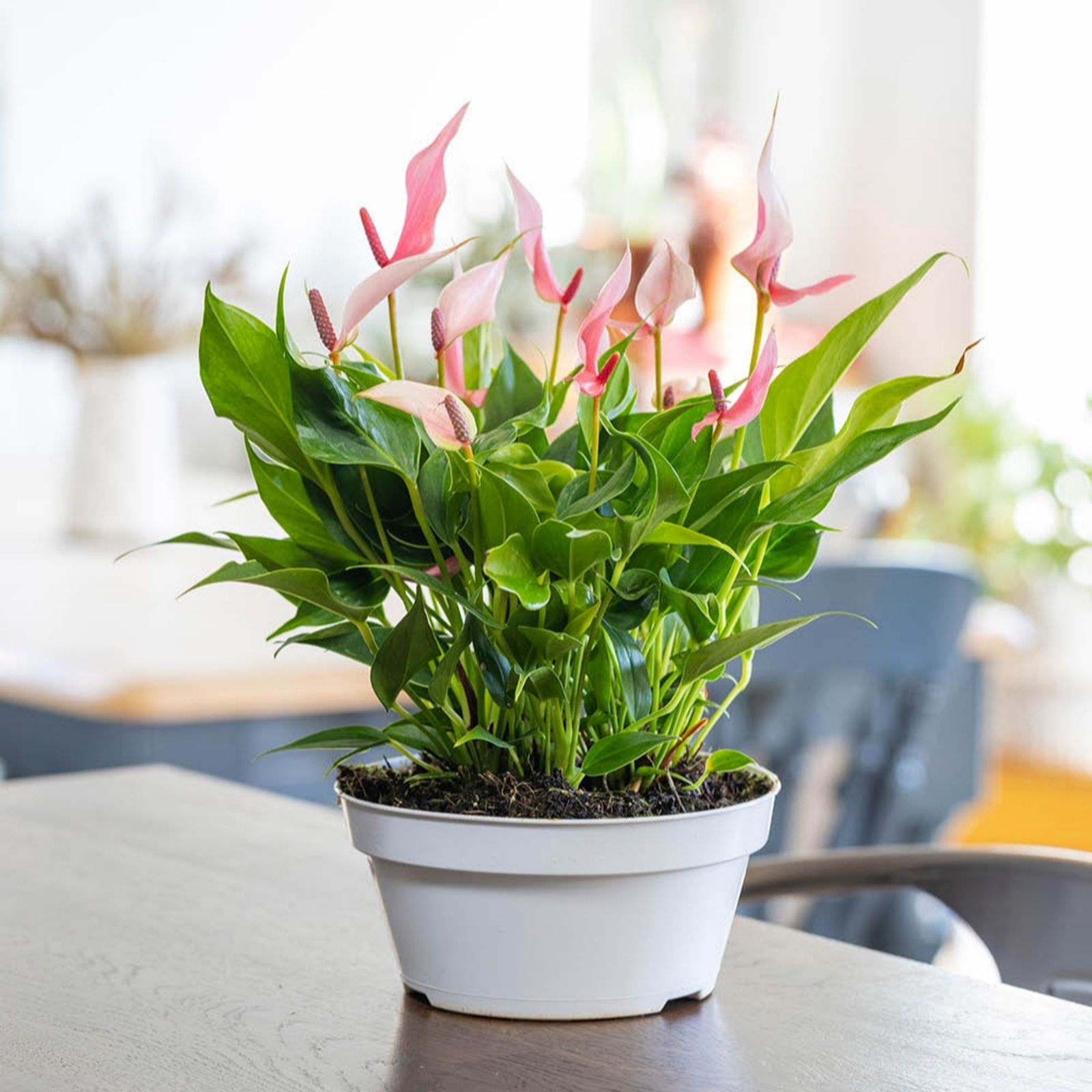YouGarden Anthurium Lilli In a 17cm Bowl