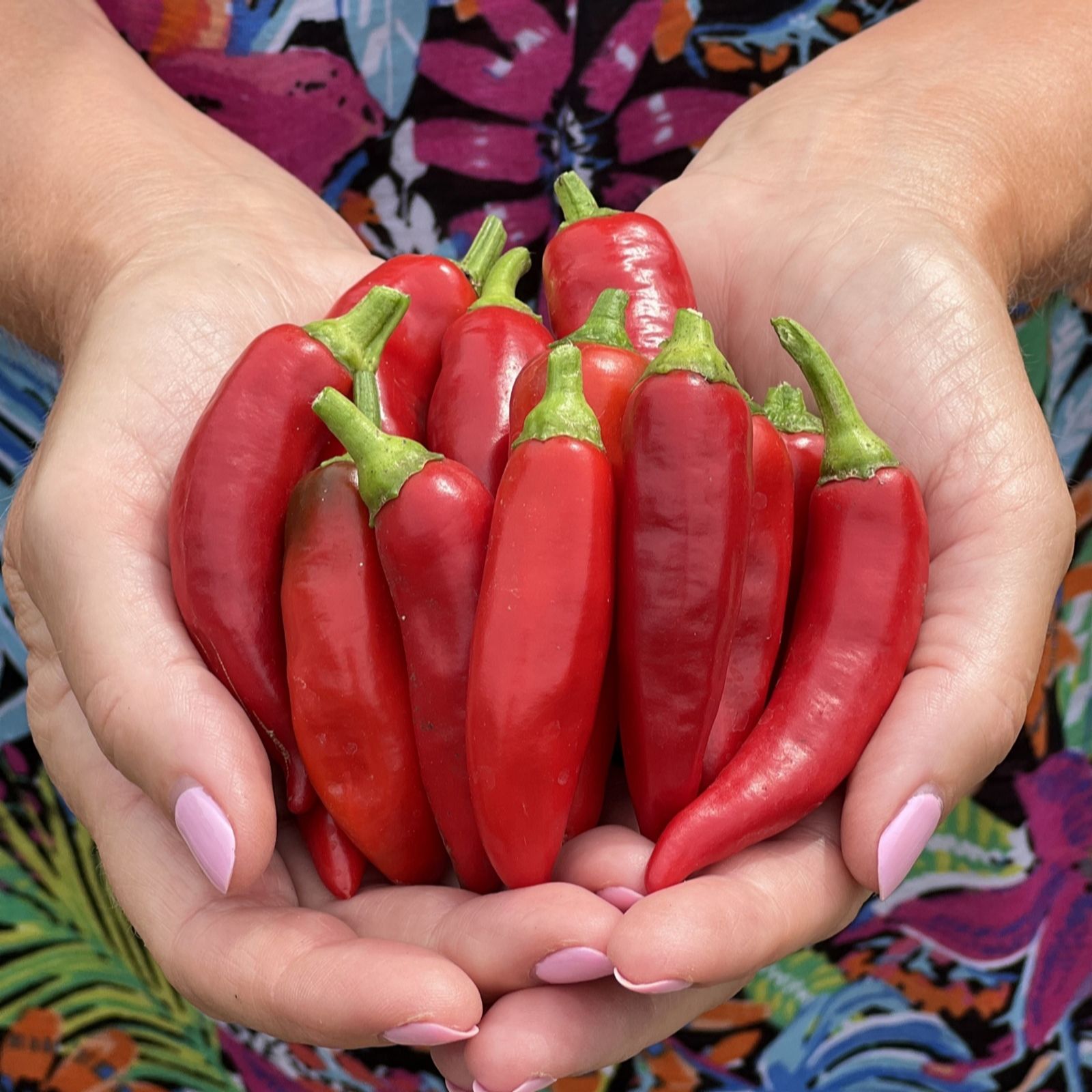 Suttons Pepper (Chilli) (Patio) Sizzler 9cm Pot