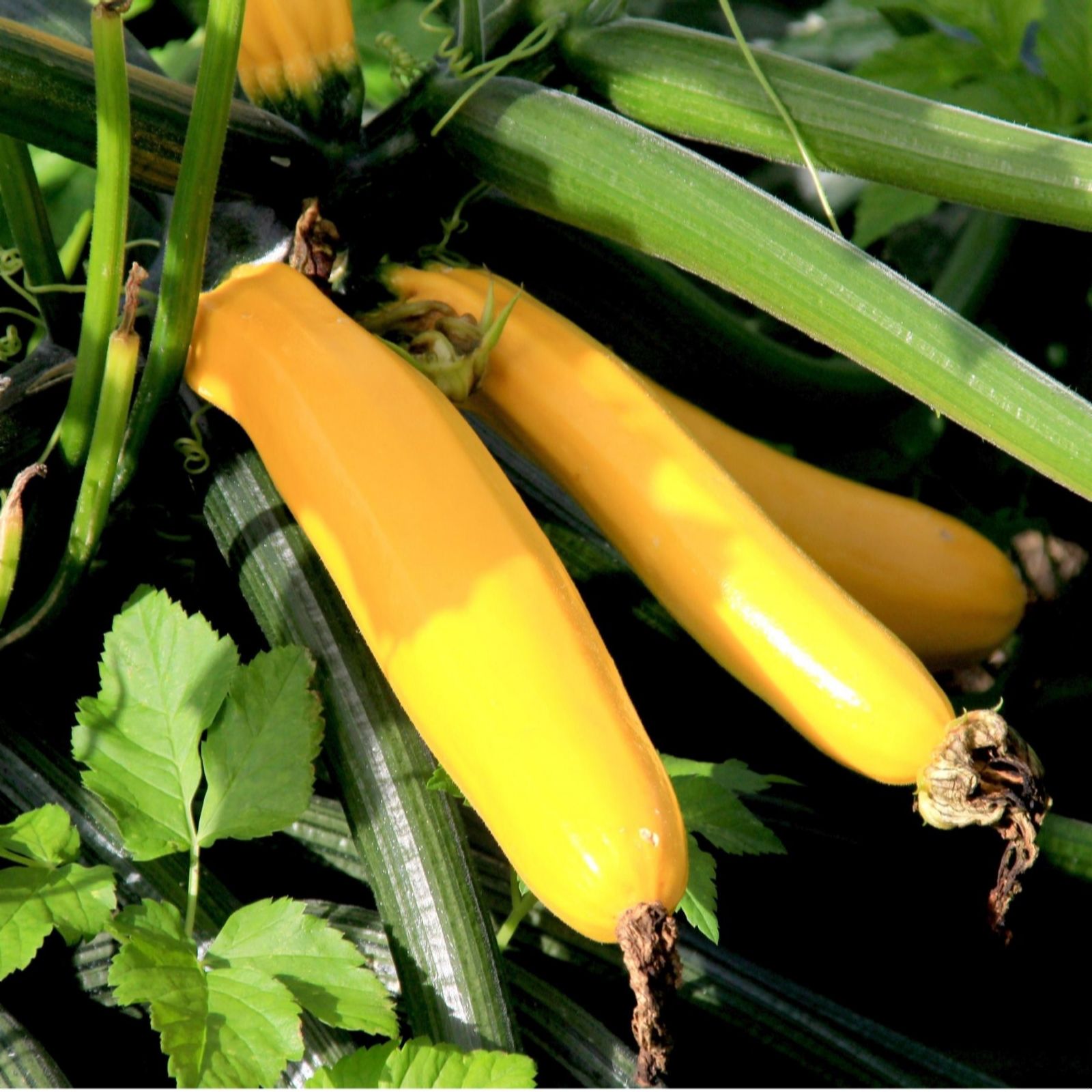 Suttons Courgette Butterstick 2 Litre Pot x 1