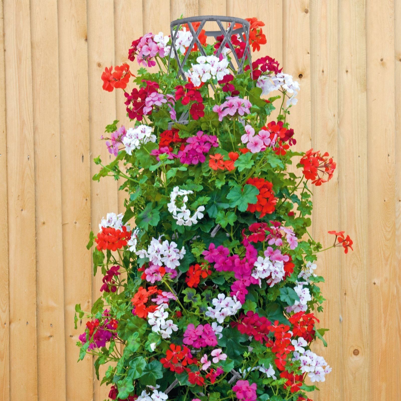 Thompson & Morgan Geranium 'GeRainbow Mixed' x 5 Jumbo Plugs Modern Grey