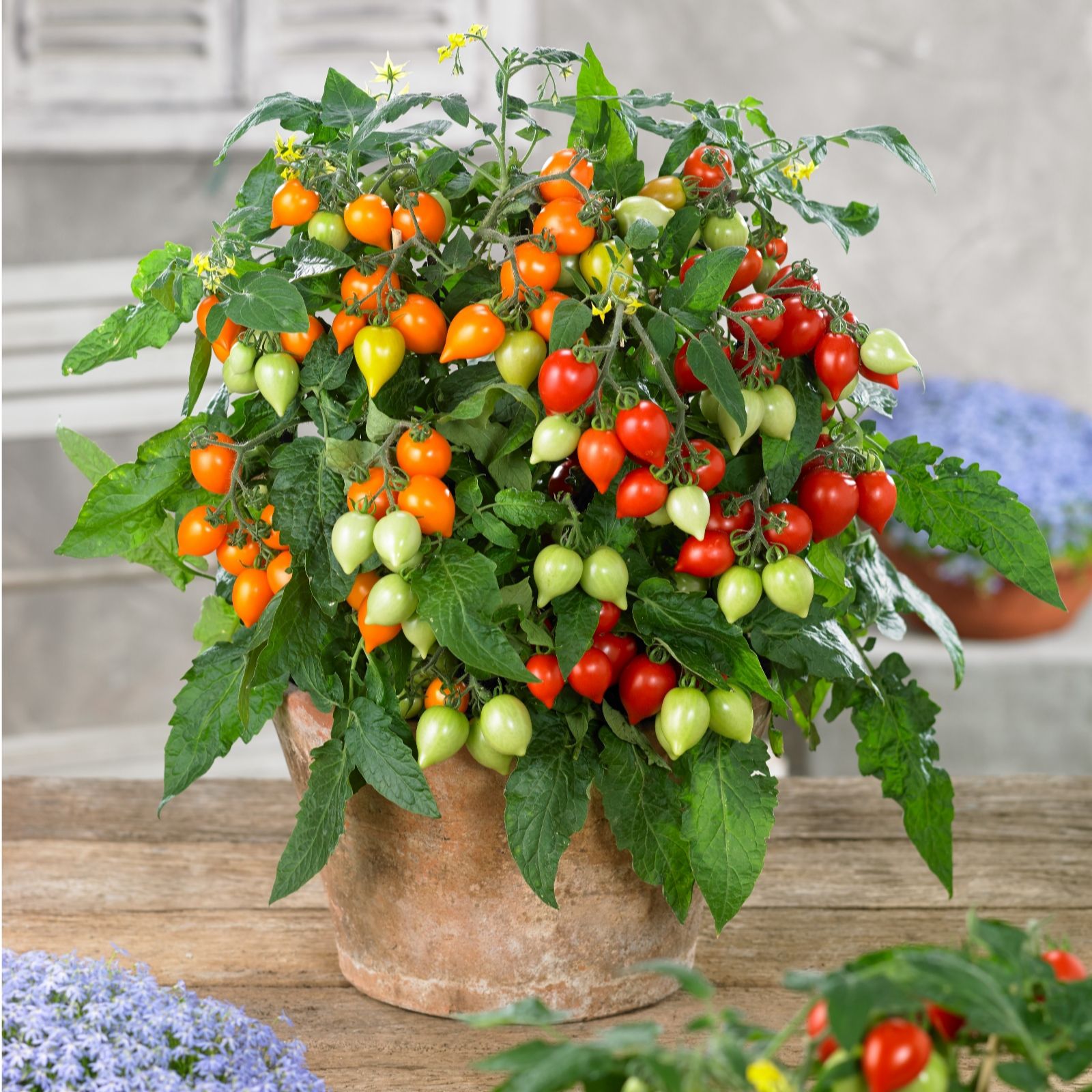Thompson & Morgan Tomato Sunny Drop  in a 2L Pot with Patio Planter