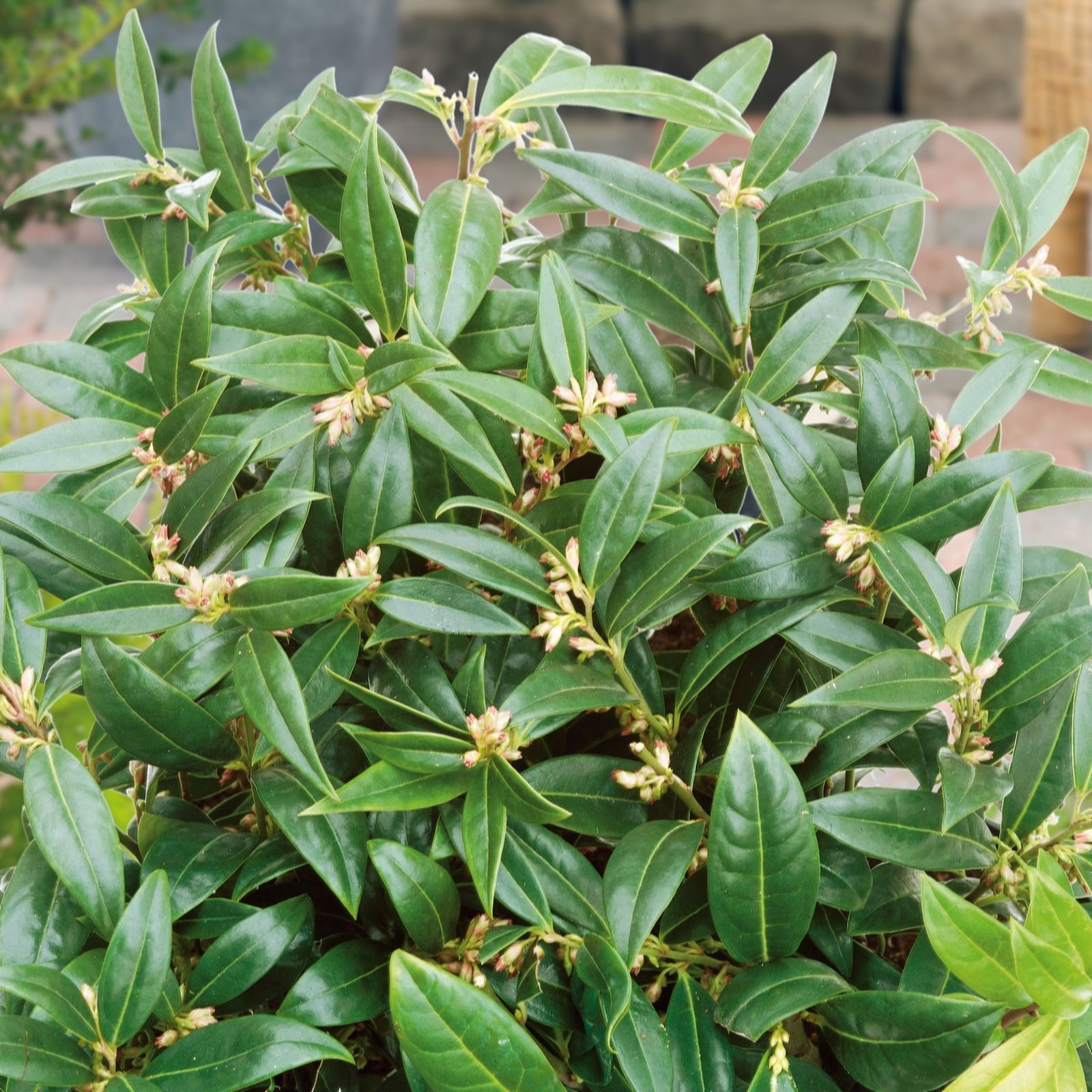 Plants2Gardens Sarcococca Fragrant Valley 2ltr