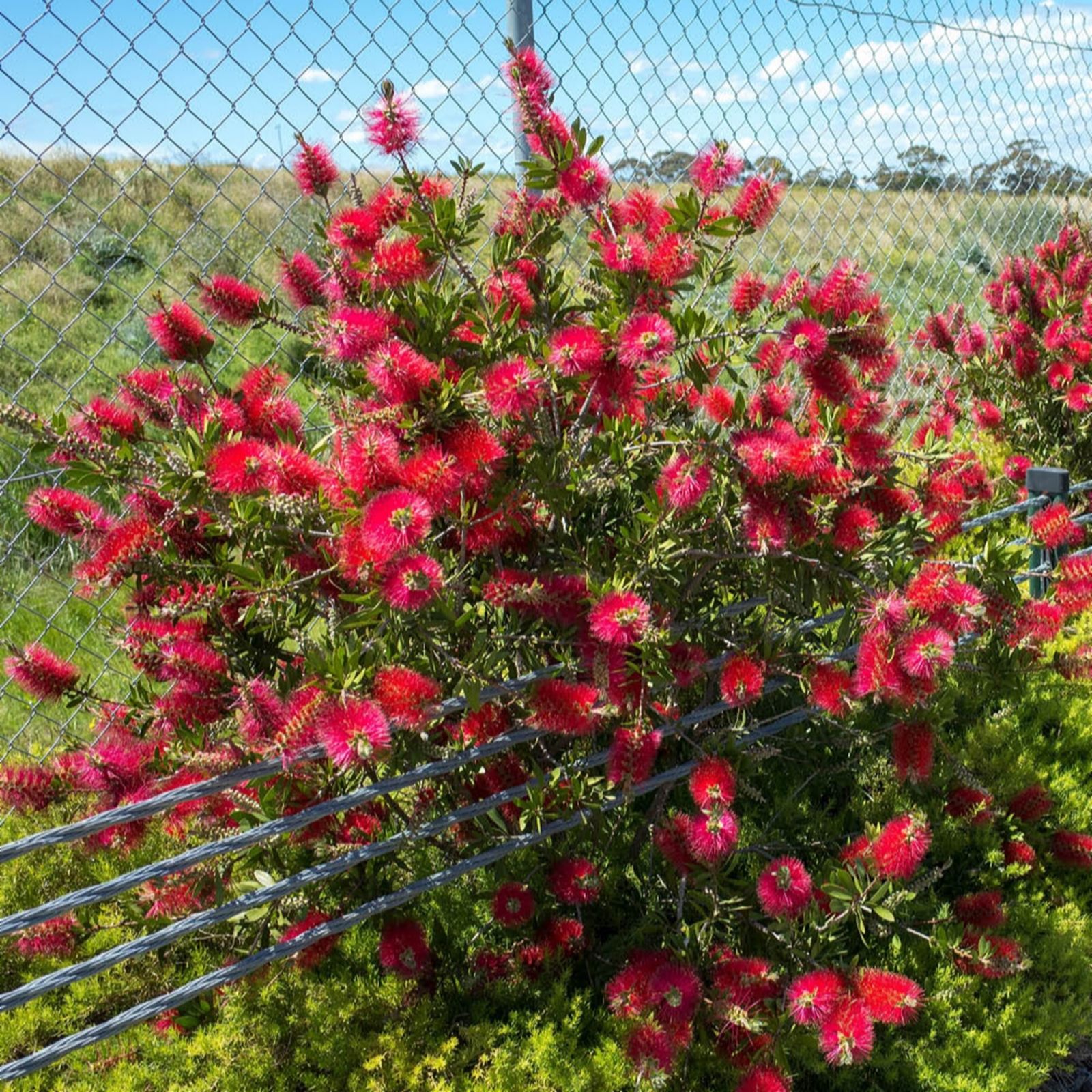 YouGarden Callistemon Bottlebrush Red Star in a 2L pot