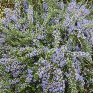 Plants2Gardens Rosemary Collection 3x 9cm Potted Plants