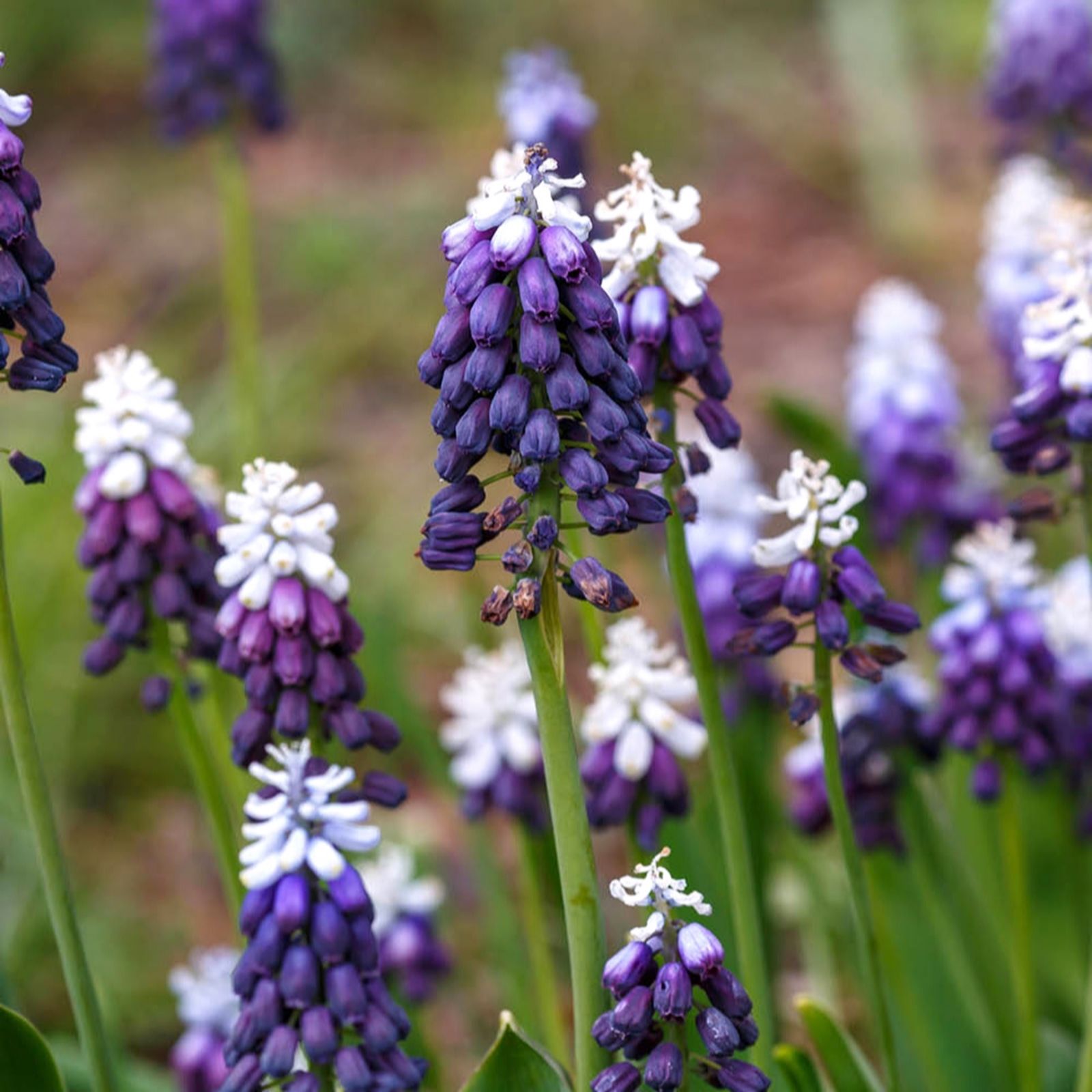YouGarden Muscari 'Grape Ice' x30 bulbs