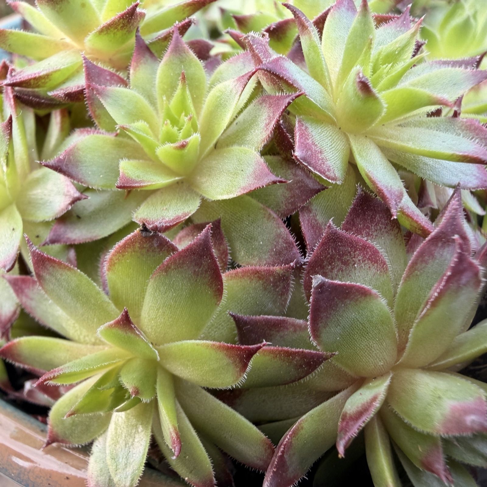 Plants2Gardens Sempervivum Potted Trio in 1.5L Pots