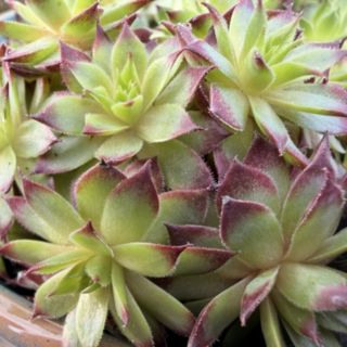 Plants2Gardens Sempervivum Potted Trio in 1.5L Pots