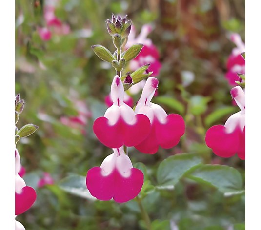 de Jager Salvia Lips Collection 6x 3.1cm Young Plants