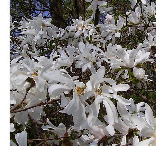 Plants2Gardens Magnolia Stellata Patio Standard in 7.5L Pot