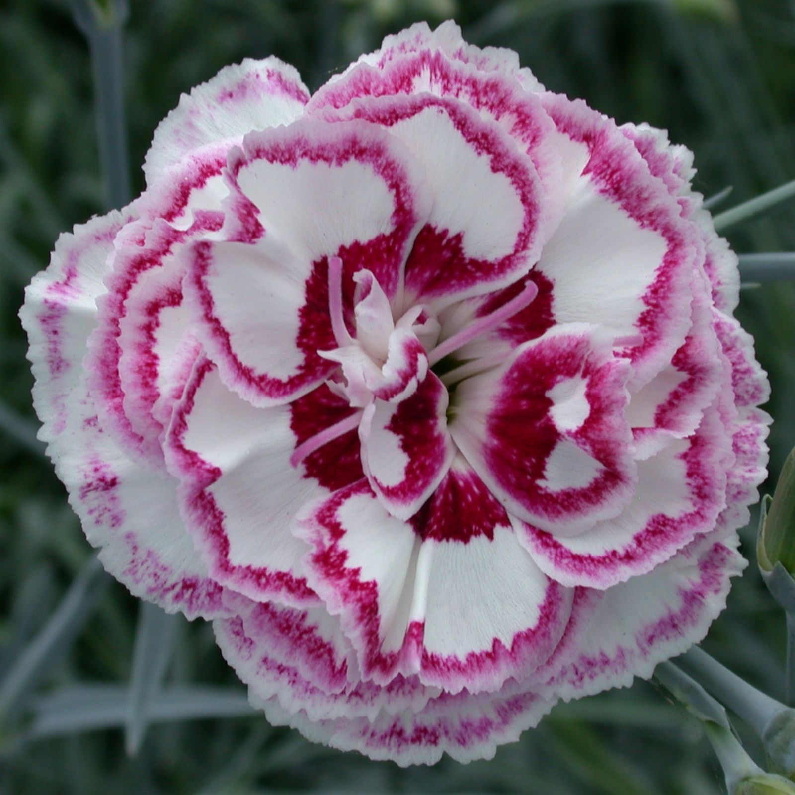 Richard Jackson Dianthus Grans Favourite 3x 9cm pot