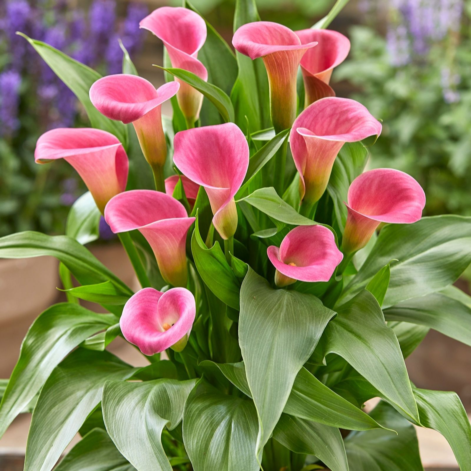 Plants2Gardens Calla Lily Romance Collection 3 x Bulbs