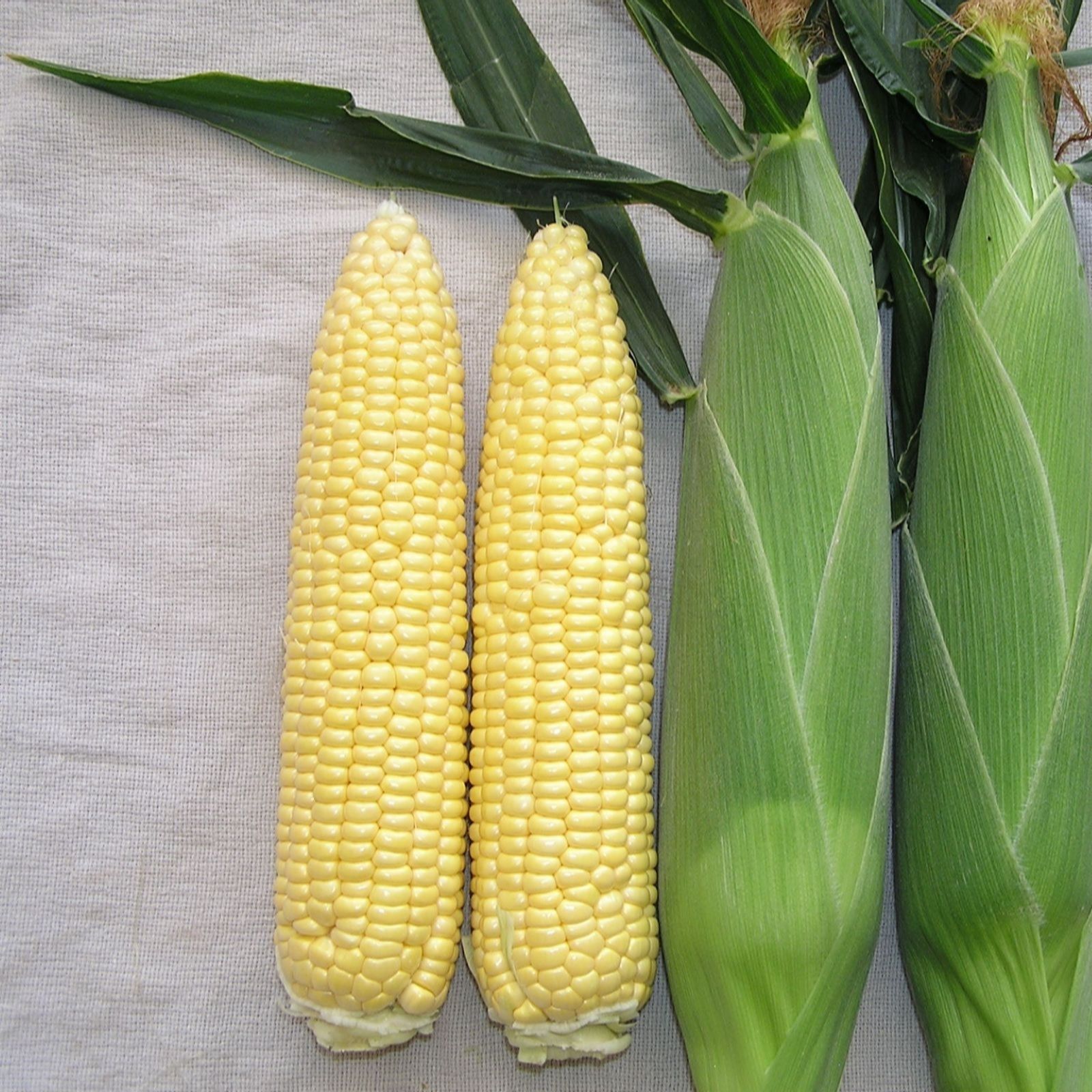 Suttons Sweetcorn Mirai Gold F1 9cm Pot x 3 Multisown