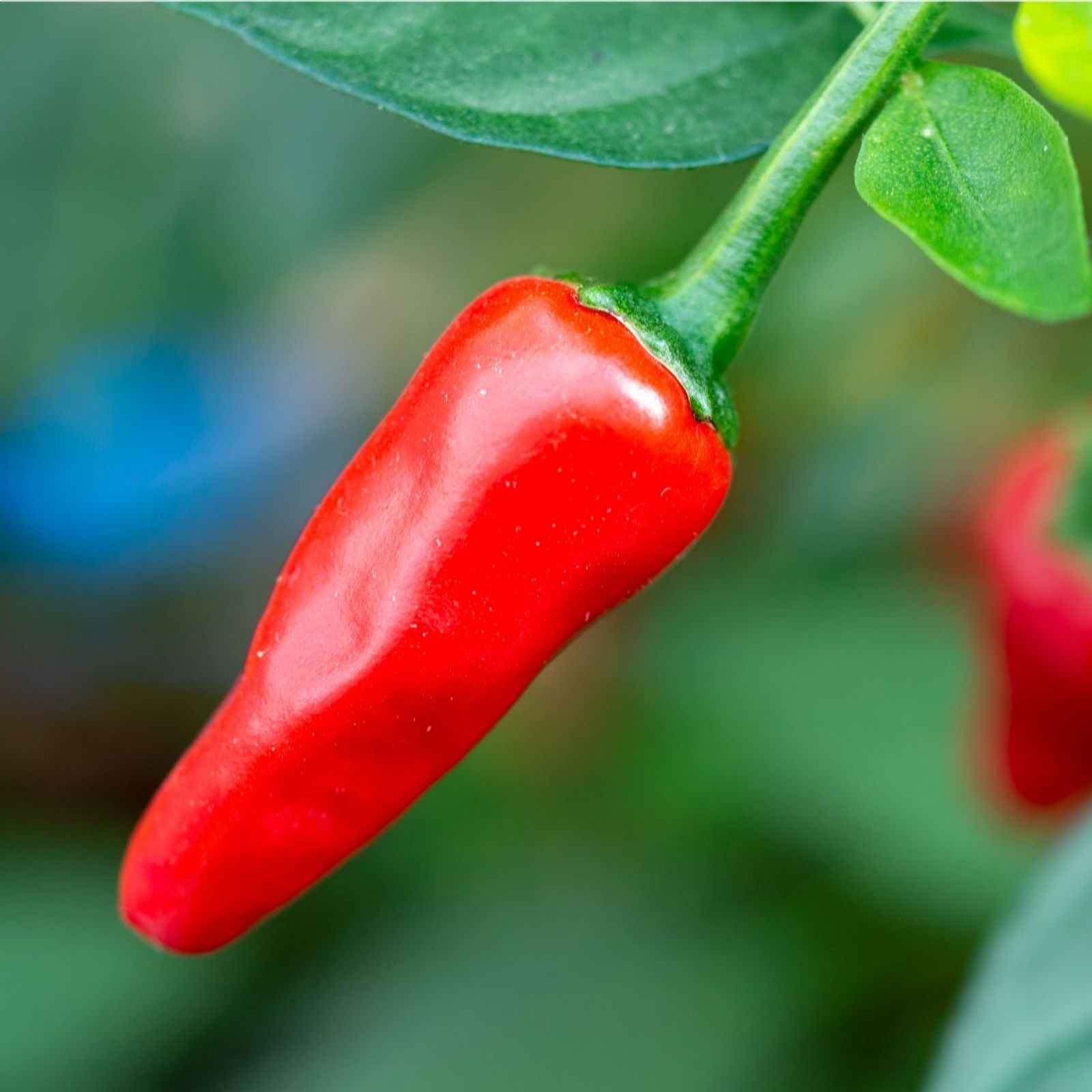 Suttons Chilli Pepper Apache 2 Litre Pot x 1