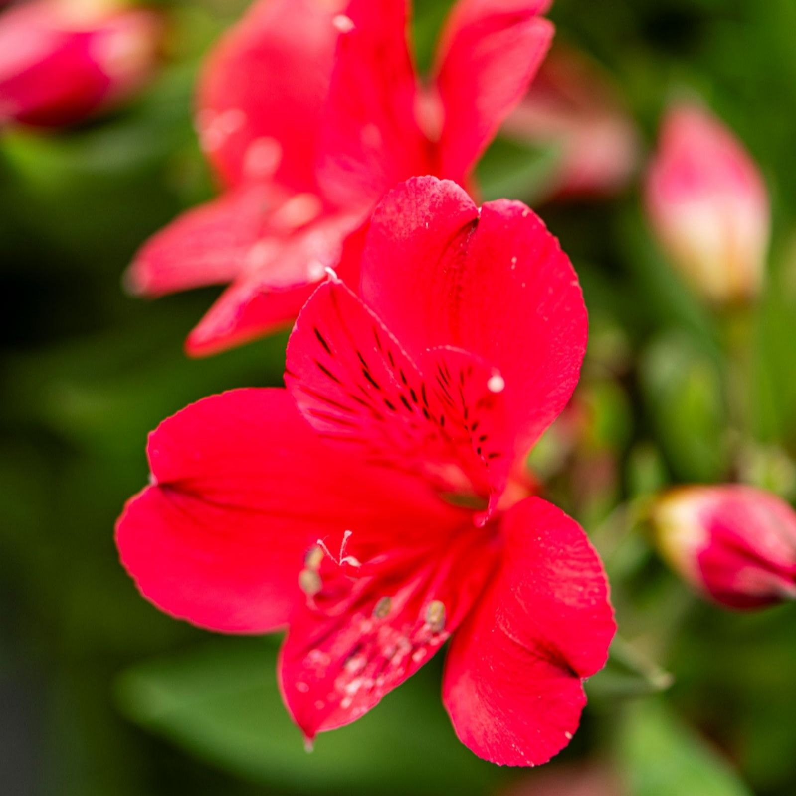 Thompson & Morgan Alstroemeria Inticancha Valentino 3 Jumbo Plugs