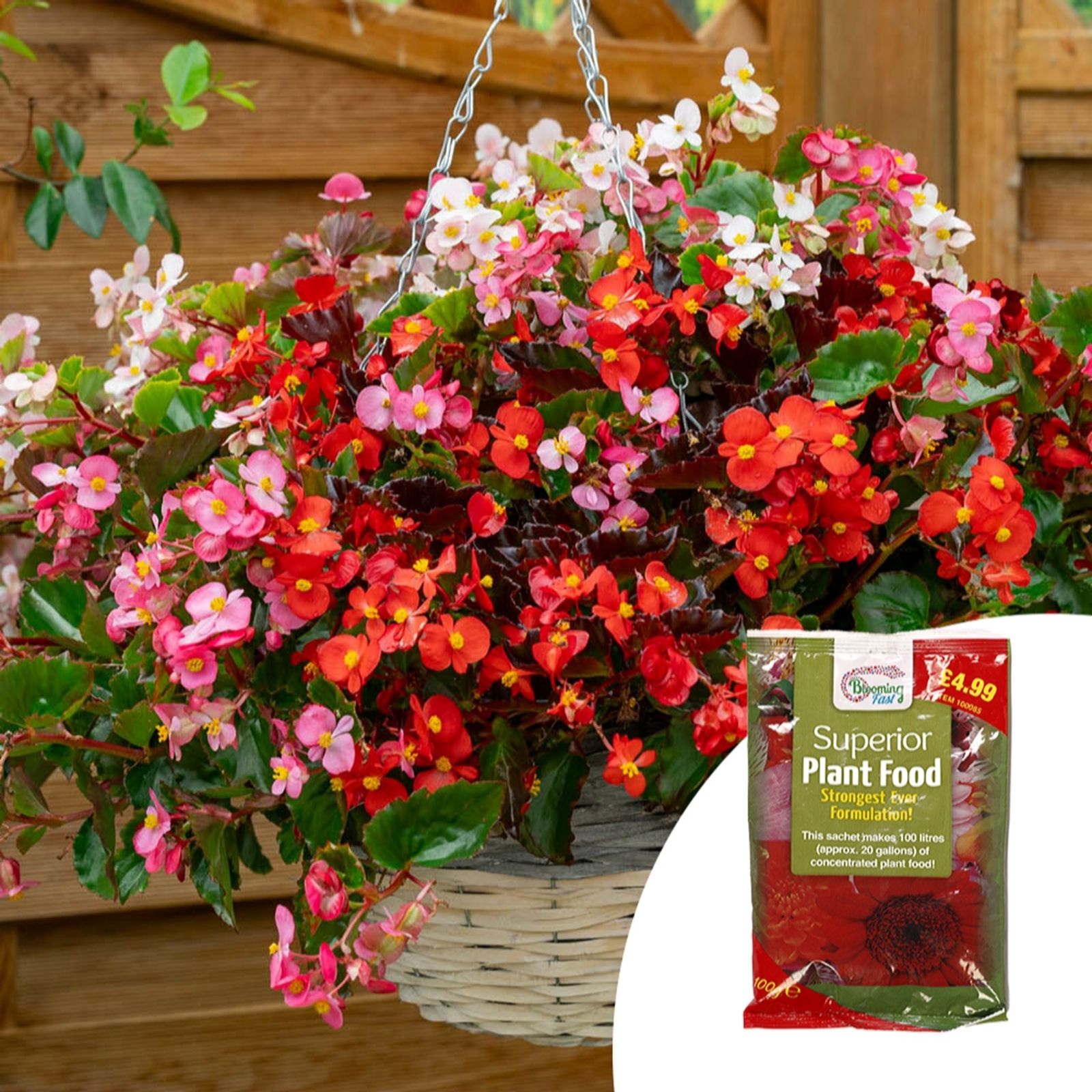 YouGarden Begonia semperflorens Hula plug plants x12 & 100g Fertiliser