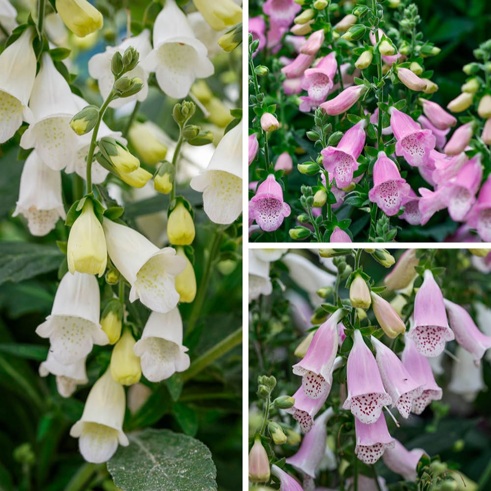 YouGarden Digitalis Purpurea Hanabee Collection in 3L Pots x3