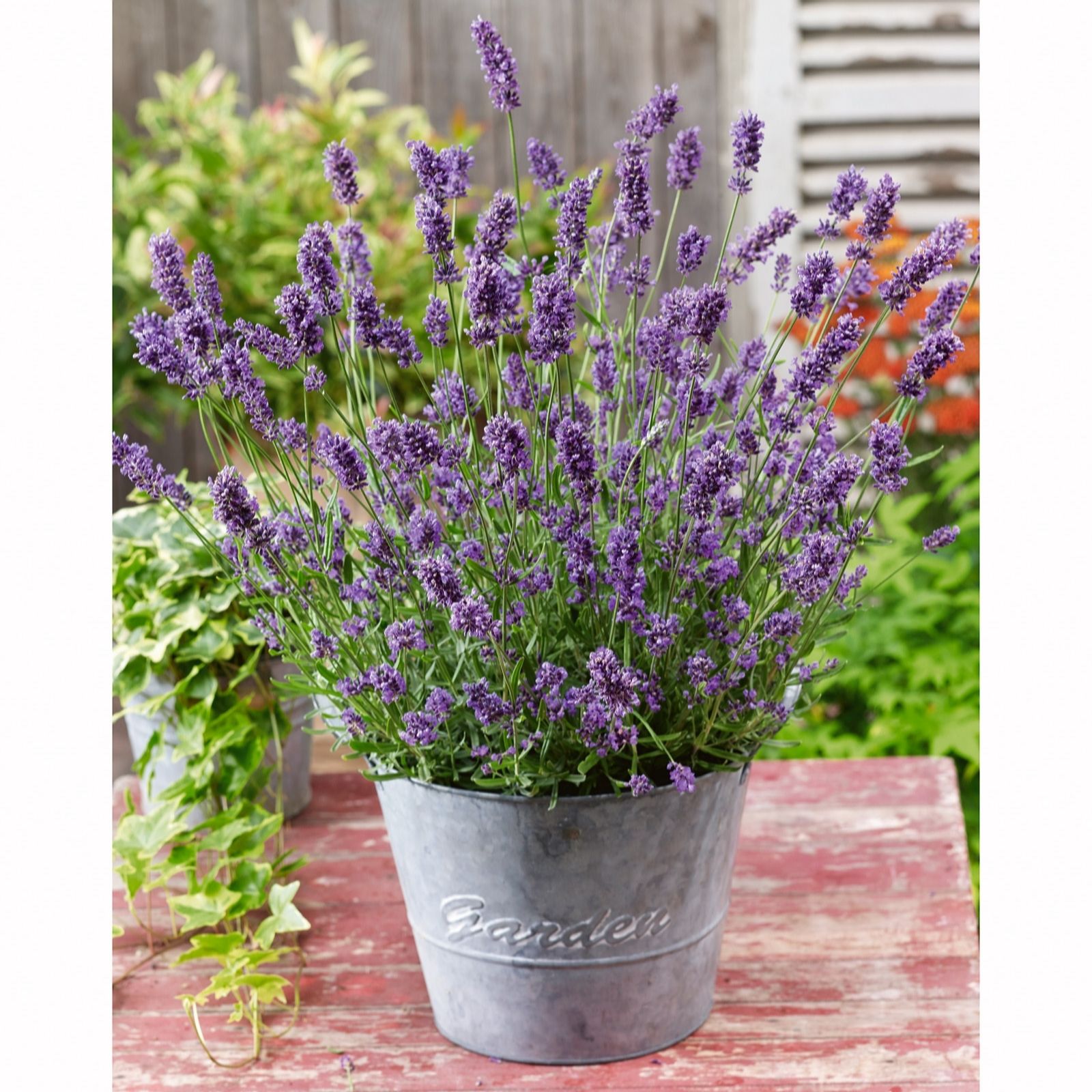 Plants2Gardens Lavender Cleo Patio 3x 2 litre Potted Plants