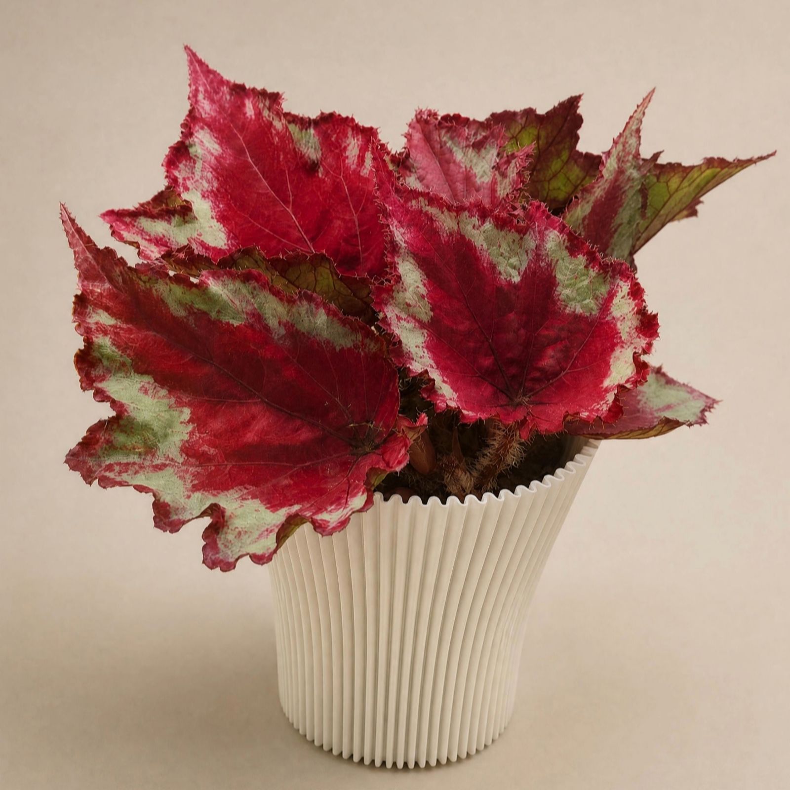 Dibleys Begonia Moulin Rouge 12cm Potted Plant & Cover Pot