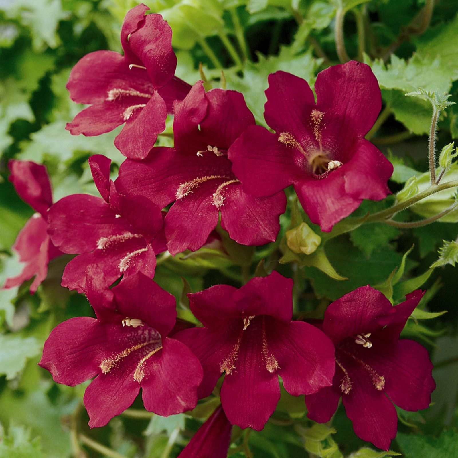 YouGarden Lofos Wine Red plug plants x12 QVC UK