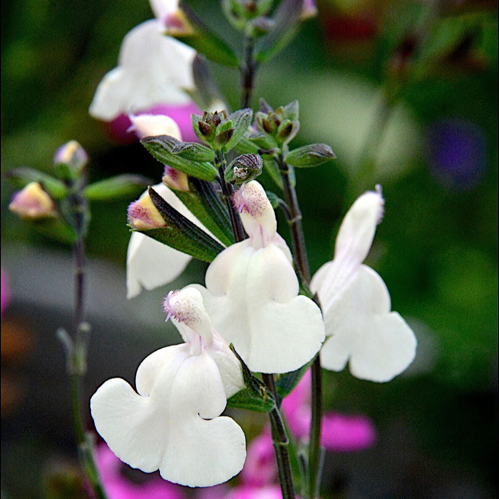 Plants2Gardens Salvia Cool Collection 6 x 6cm