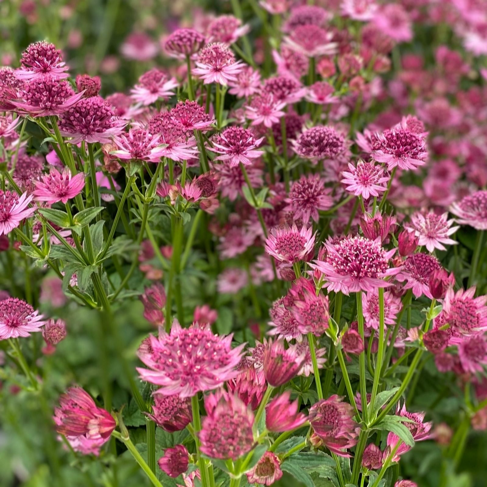 Richard Jackson Astrantia Roma 1x 3 Litre Pot