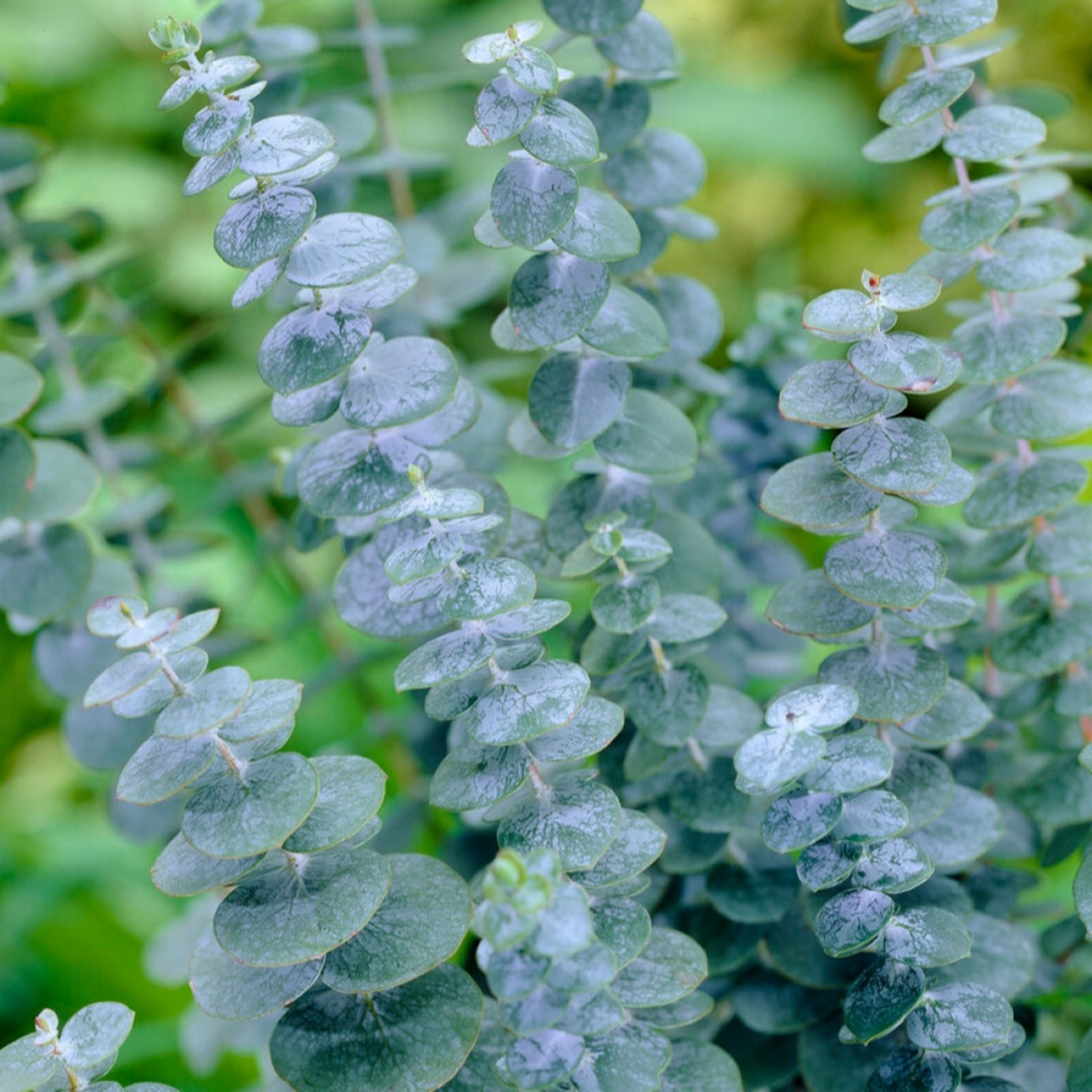 YouGarden Eucalyptus cinerea in a 24cm pot