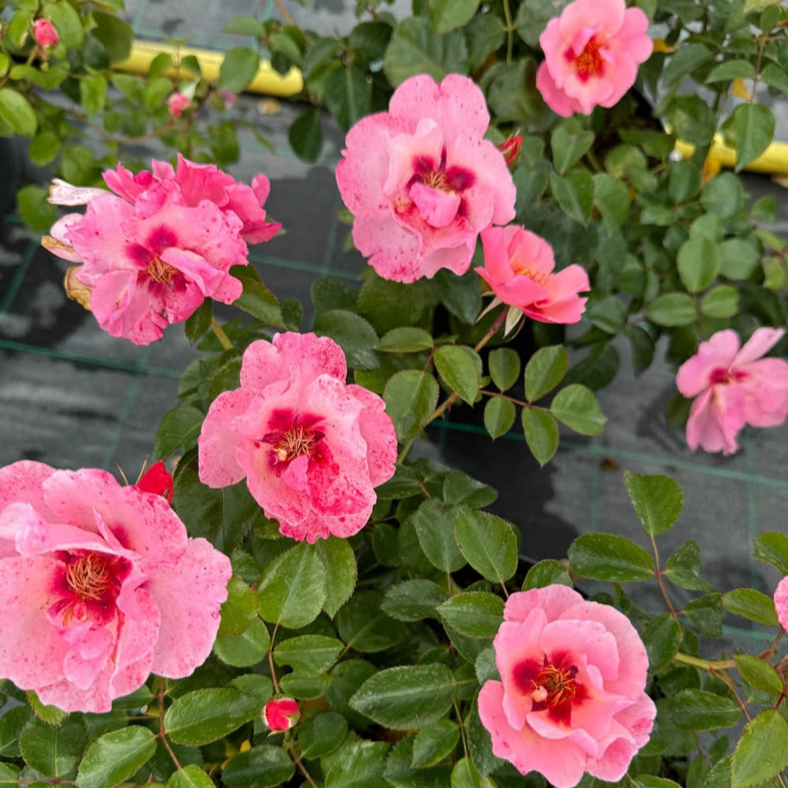 You Garden Rose Rosy McRose Face in a 4L Pot