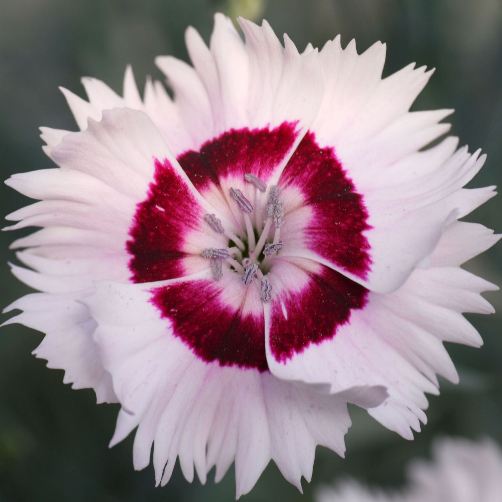 Richard Jackson Dianthus Cherry Daiquiri 3x 9cm pot