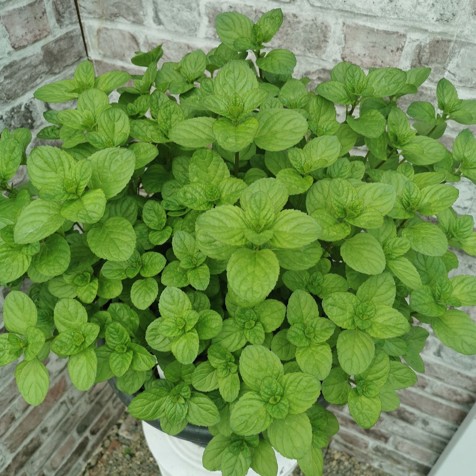 Plants2Gardens Fruity Mint Collection