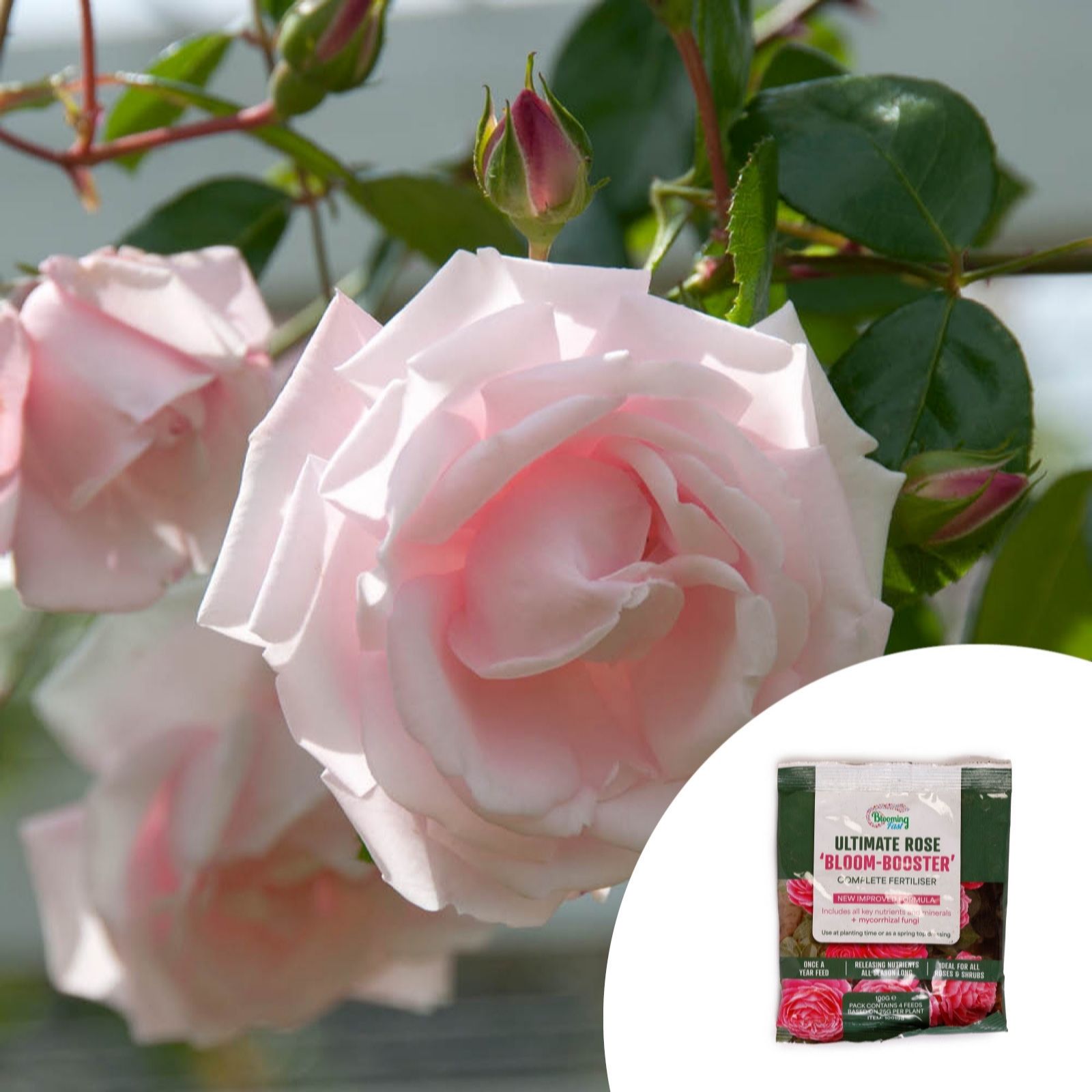 YouGarden Rose 'Climbing New Dawn' Bare Root x2 w/ Rose Fertiliser