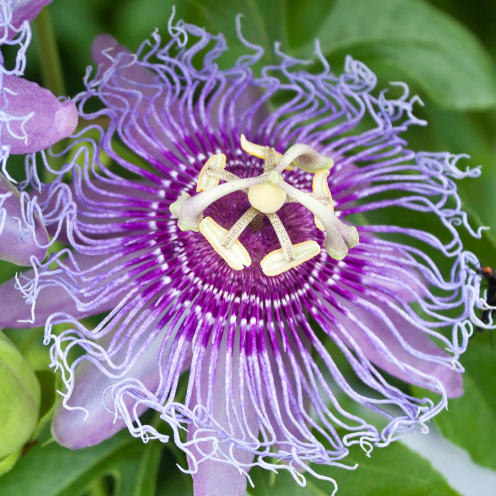 Richard Jackson Passiflora Cool Tropics Purple 3l pot