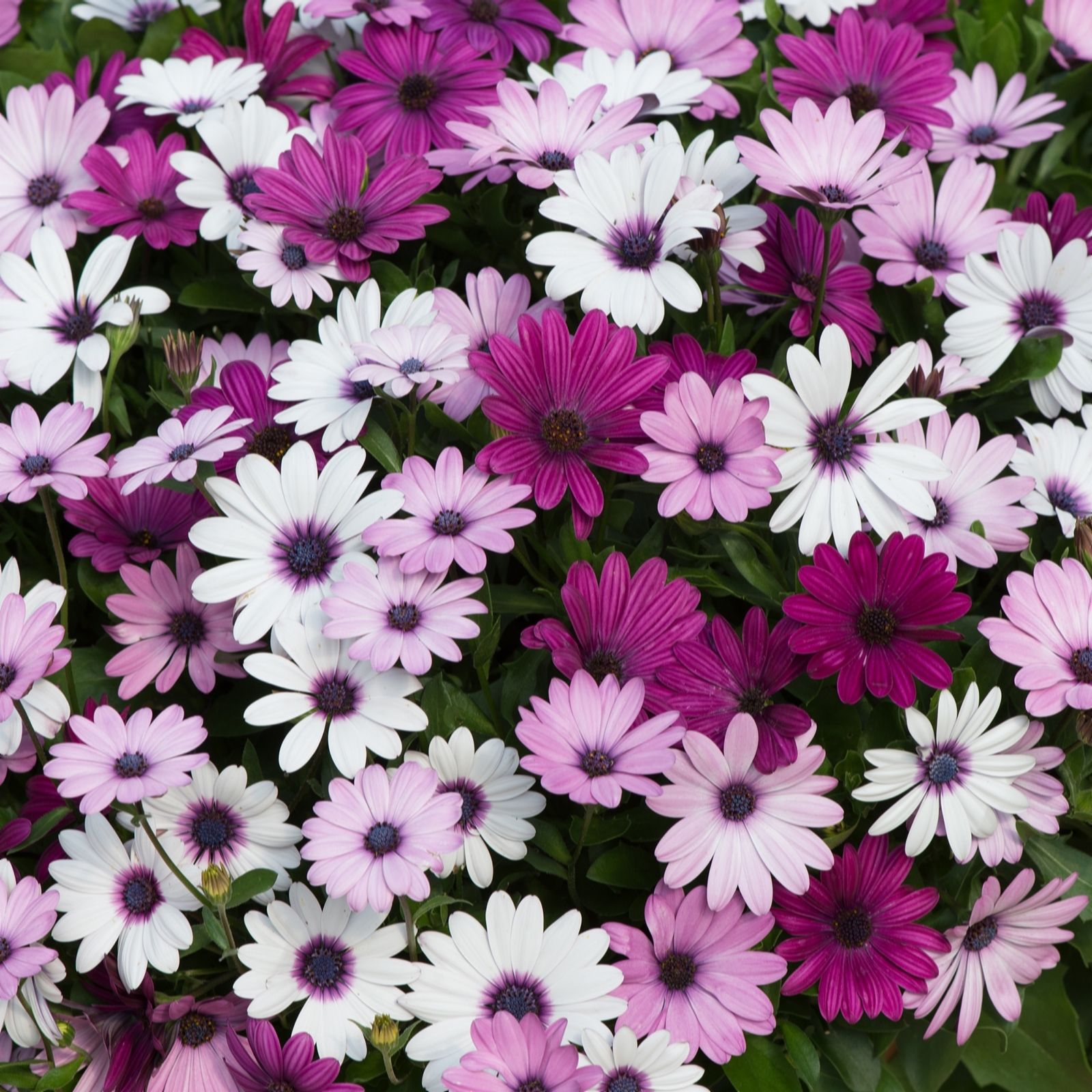 Plants2Gardens Osteo Akila Berries & Cream 6 x 6cm