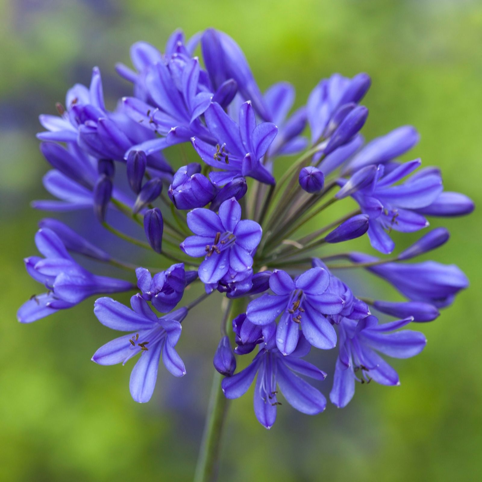 YouGarden Agapanthus africanus Blue bare root x10