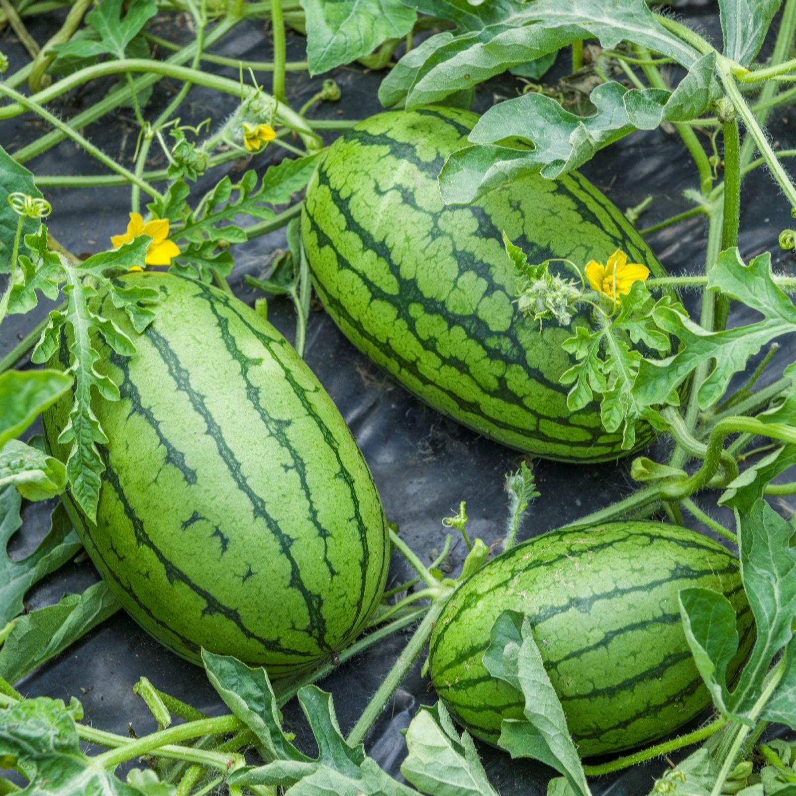 Suttons Watermelon Patio Sweetie 9cm Pot x 3