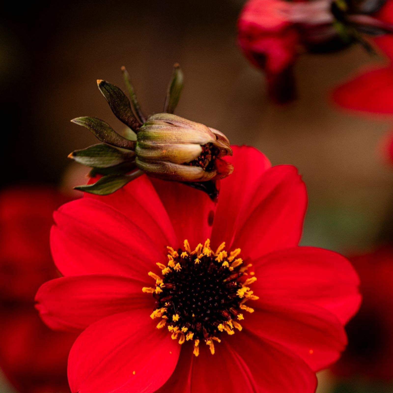 Thompson & Morgan Dahlia Black Forest Ruby Jumbo Plugs x 6