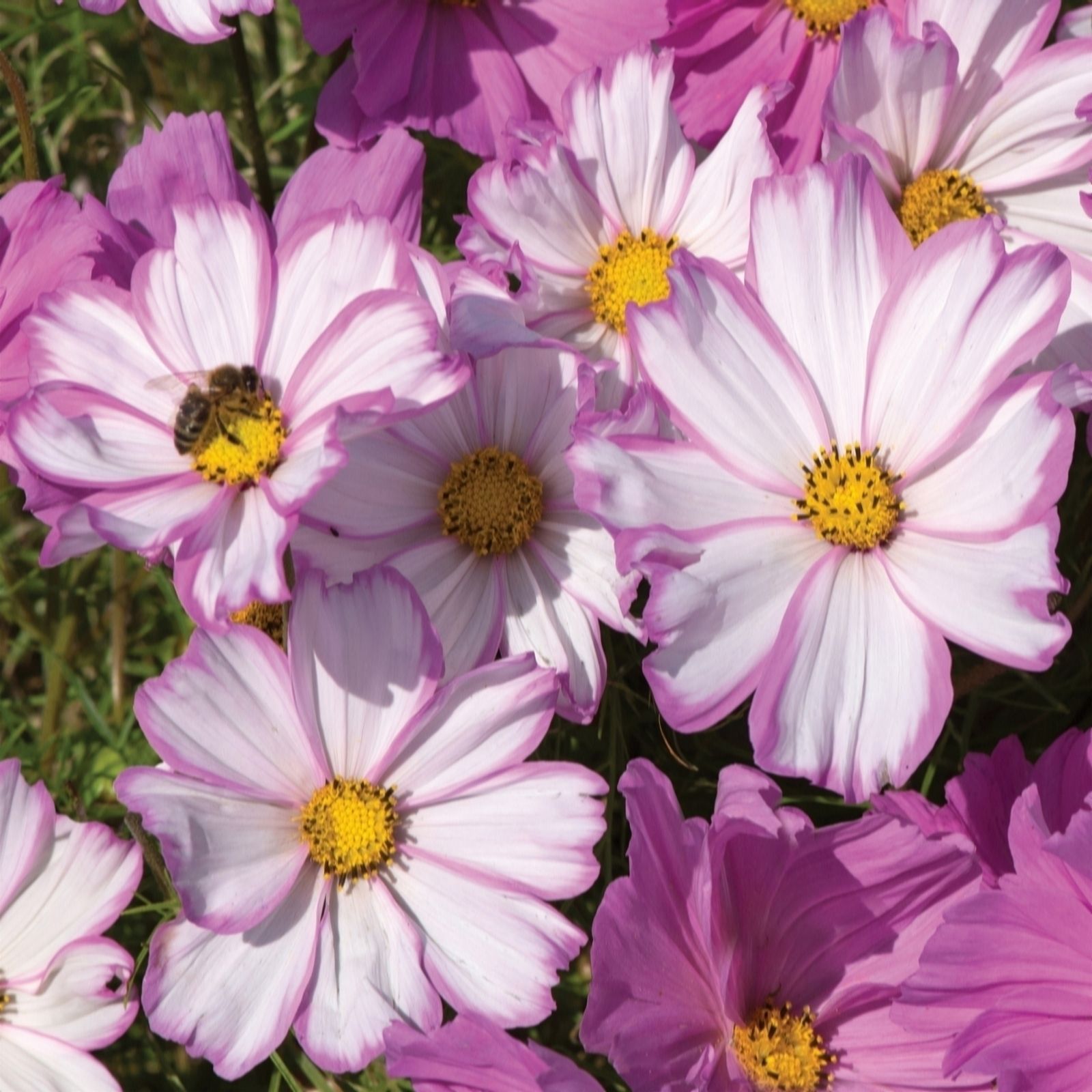 de Jager Colourful Cosmos Apollo x 12