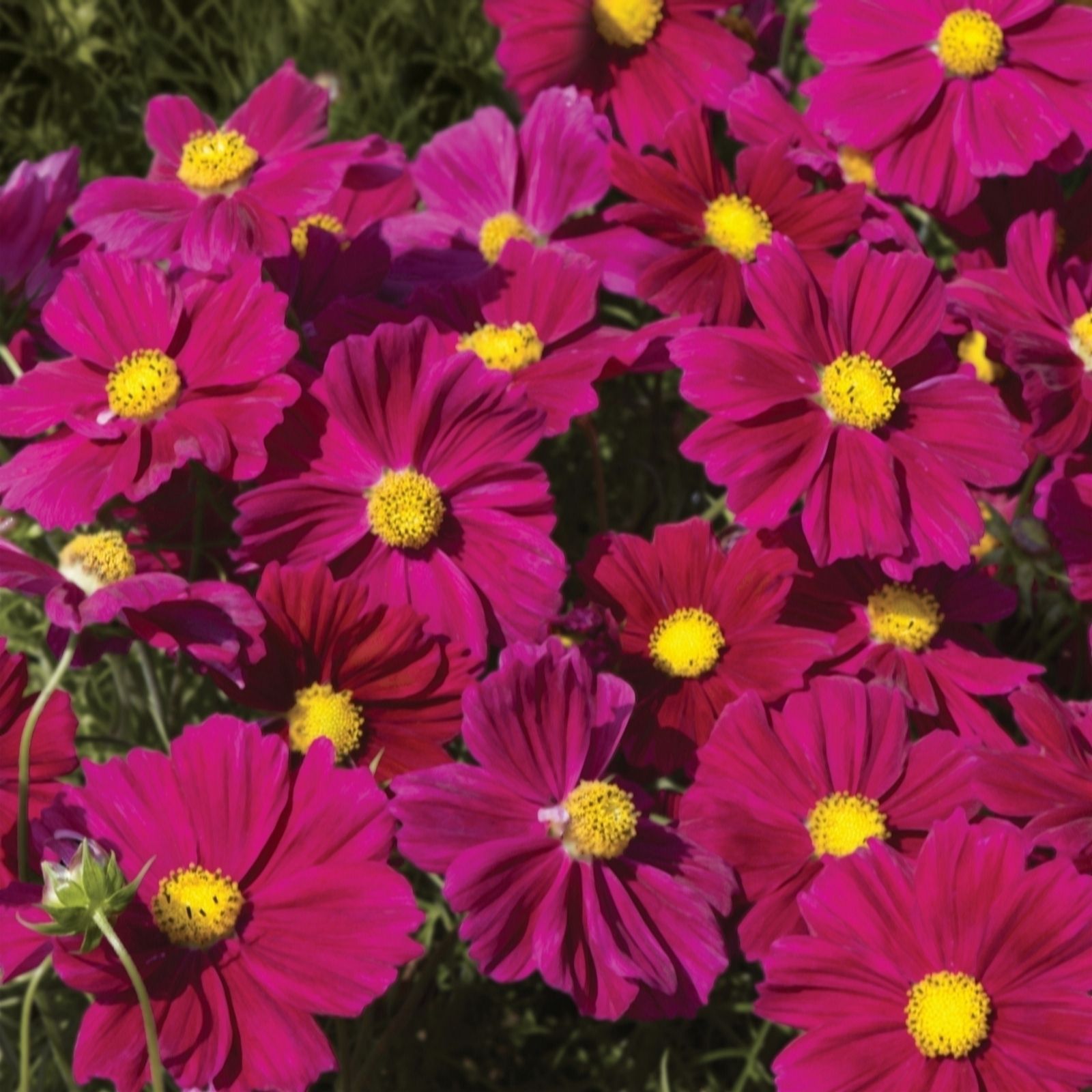 de Jager Colourful Cosmos Apollo x 12 - QVC UK