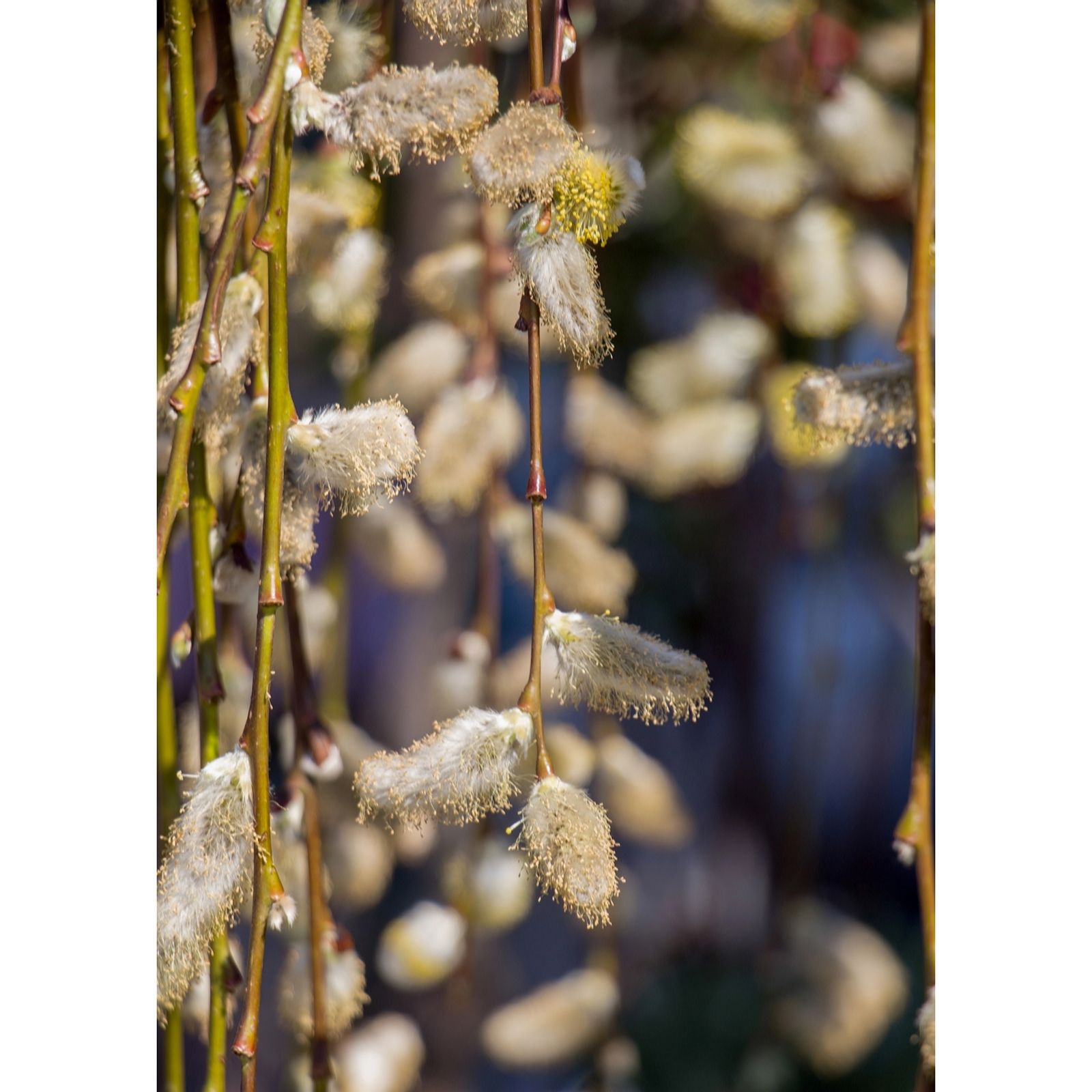 Plants2Gardens Salix Armando 3ltr