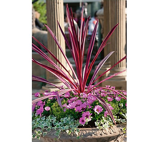 Plants2Gardens Cordyline Pink Passion Pair 2 x 4.5 litre pots