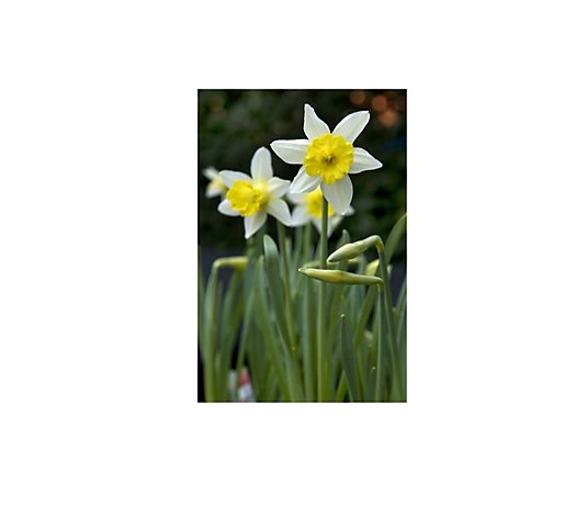 Plants2Gardens Narcissus Topolino 20x Bulbs