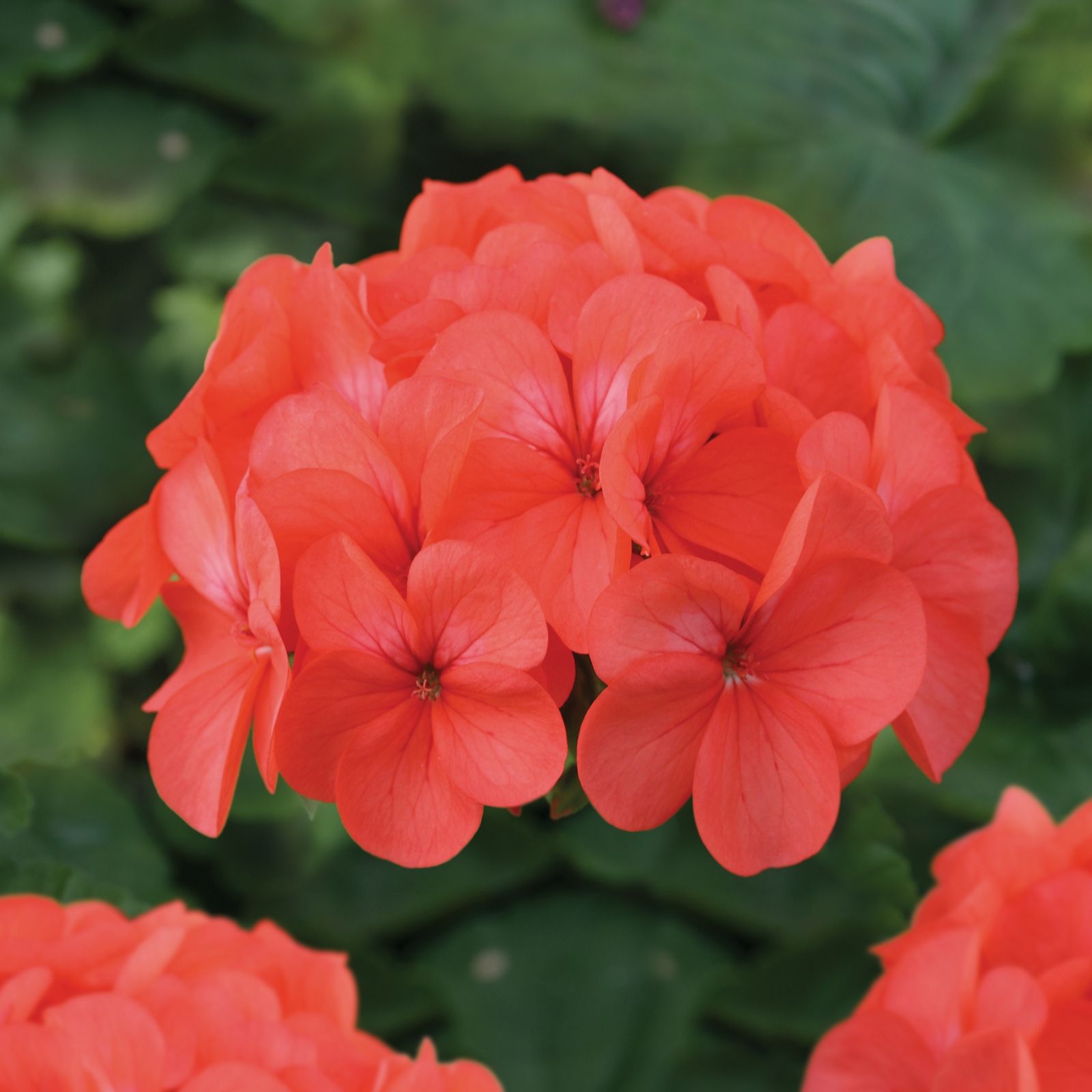 6 x de Jager Horizon Geraniums 4.5cm Young Plants - QVC UK