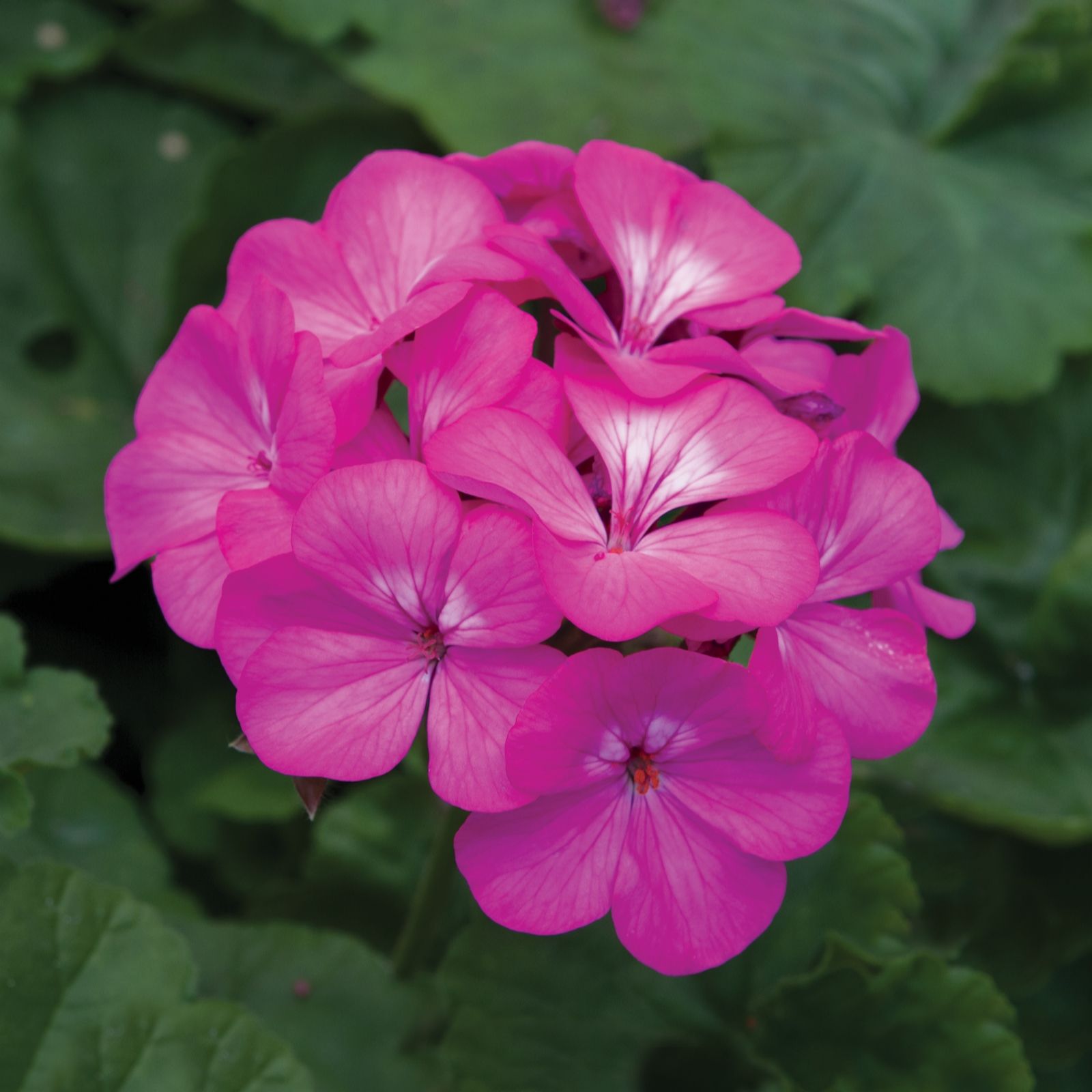 6 x de Jager Horizon Geraniums 4.5cm Young Plants - QVC UK