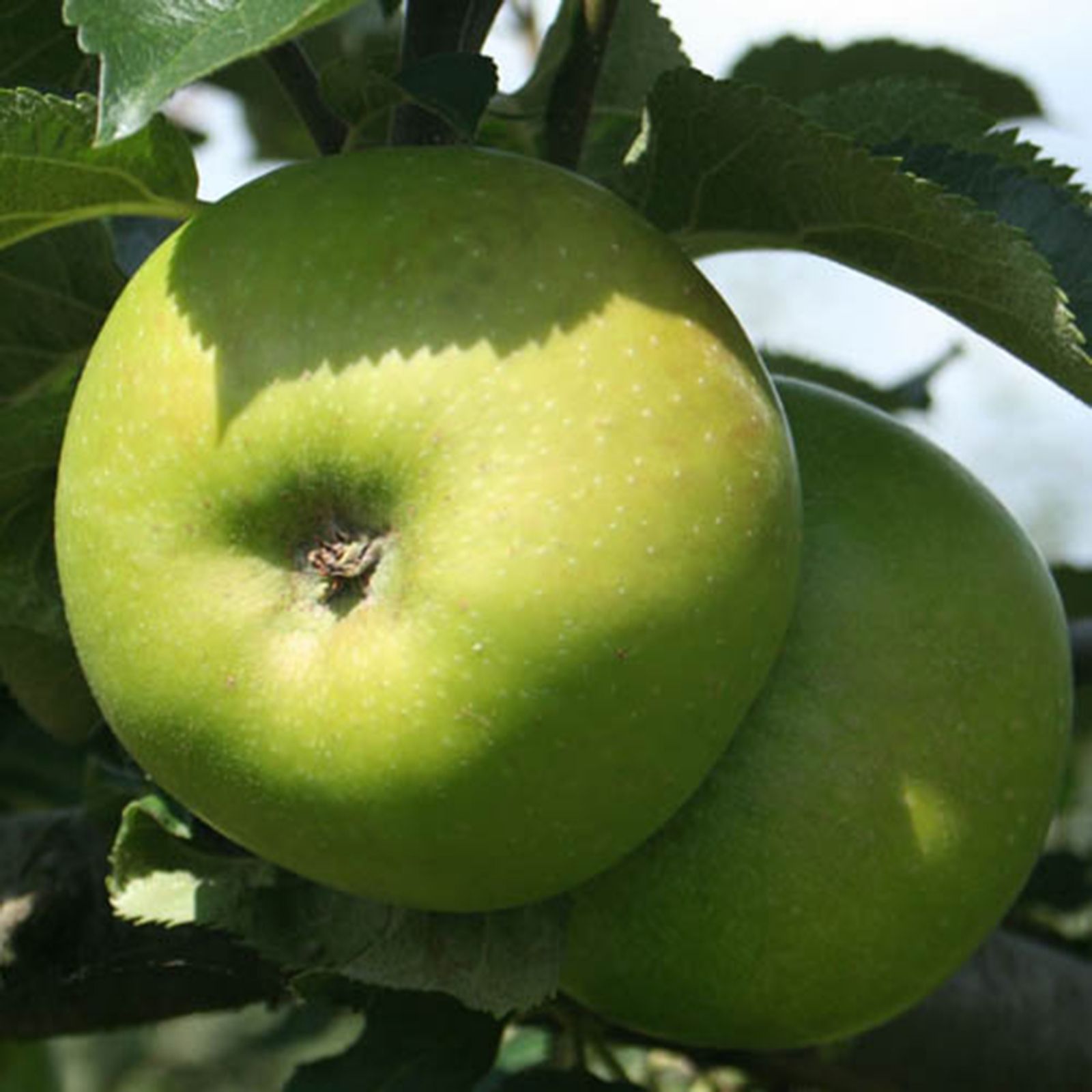 Yougarden apple duo fruit tree bare root x 1 qvc uk