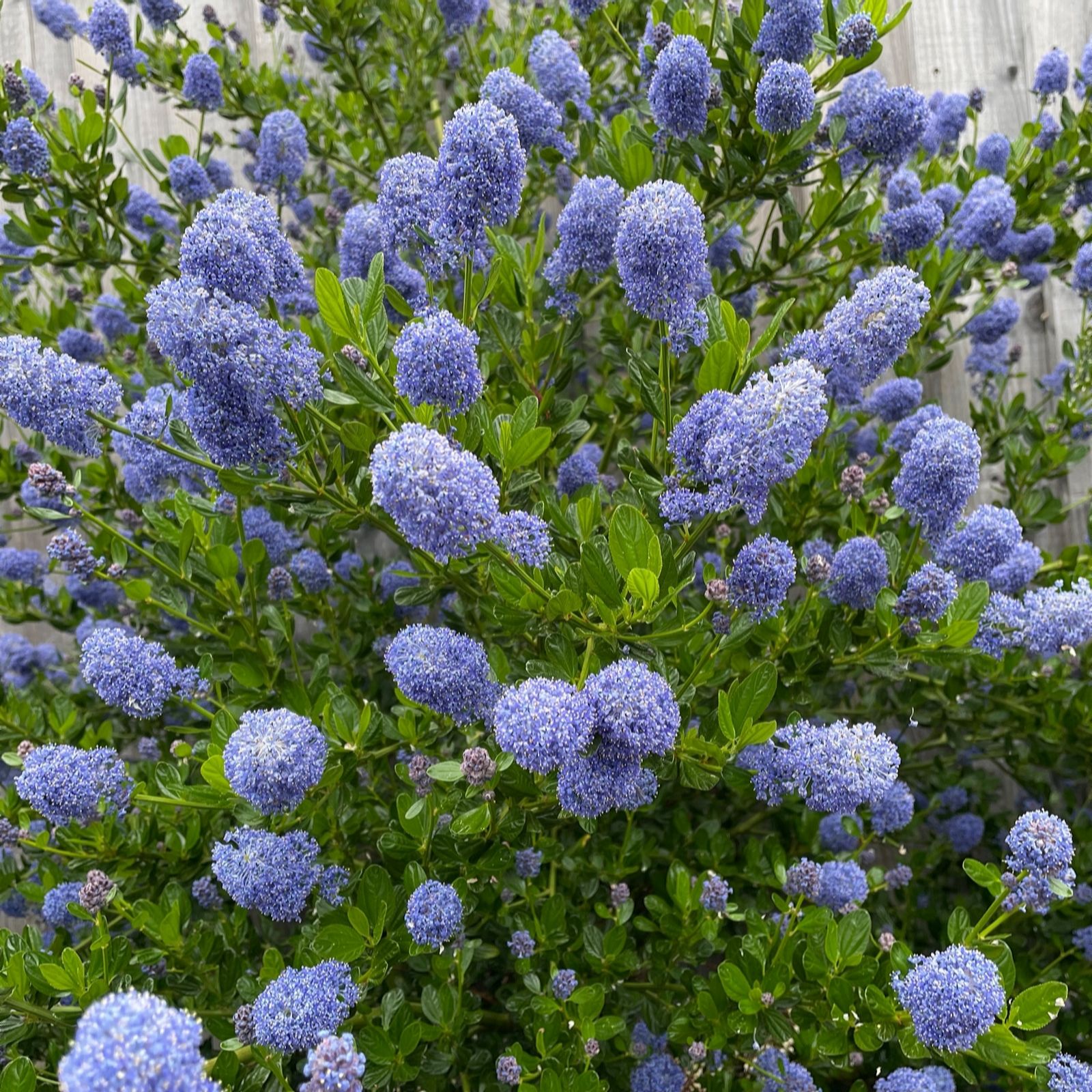 Plants2Gardens Ceanothus Blue Mound 3ltr - QVC UK