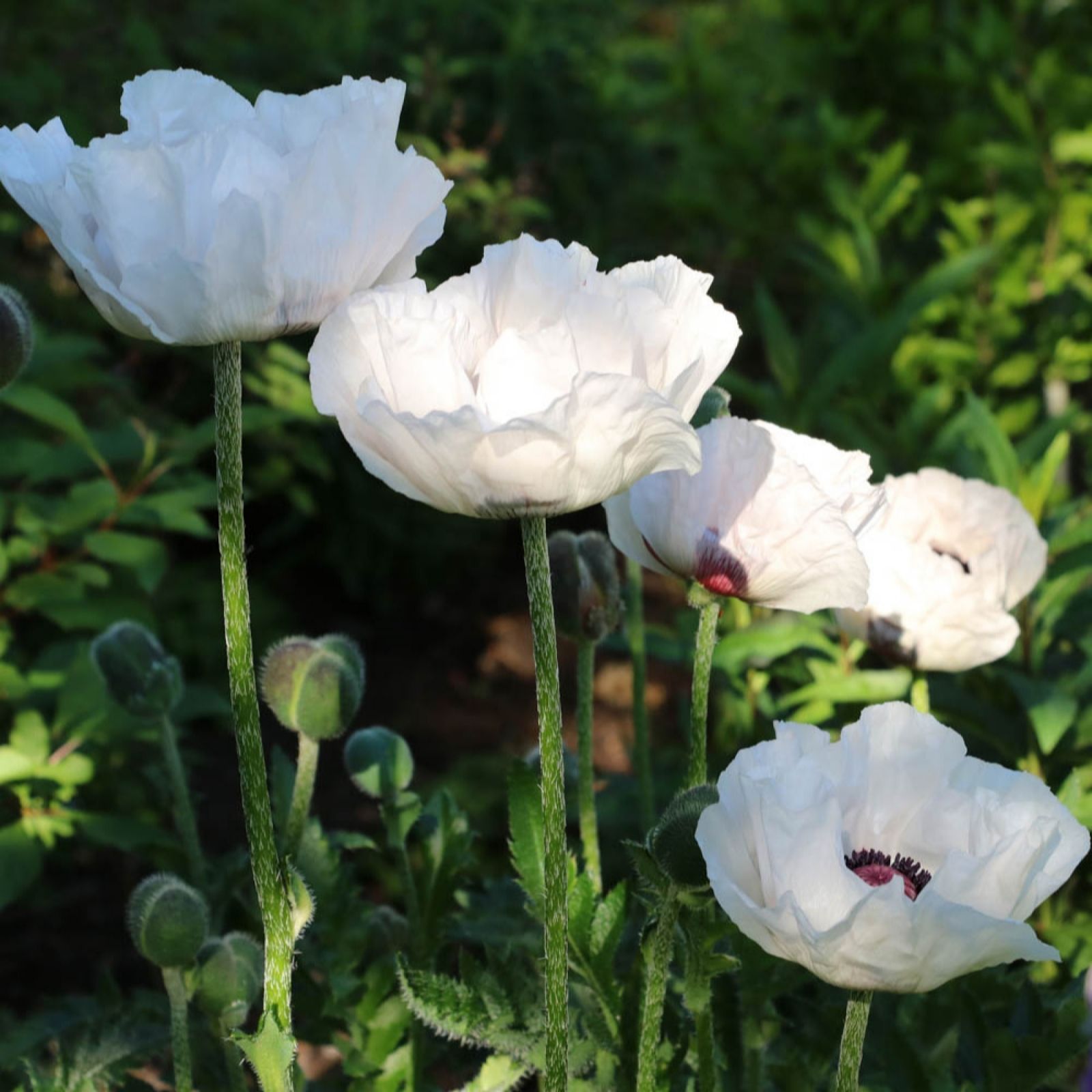 YouGarden Poppy (Papaver) 'Orientale Checkers' 9cm Pots x3